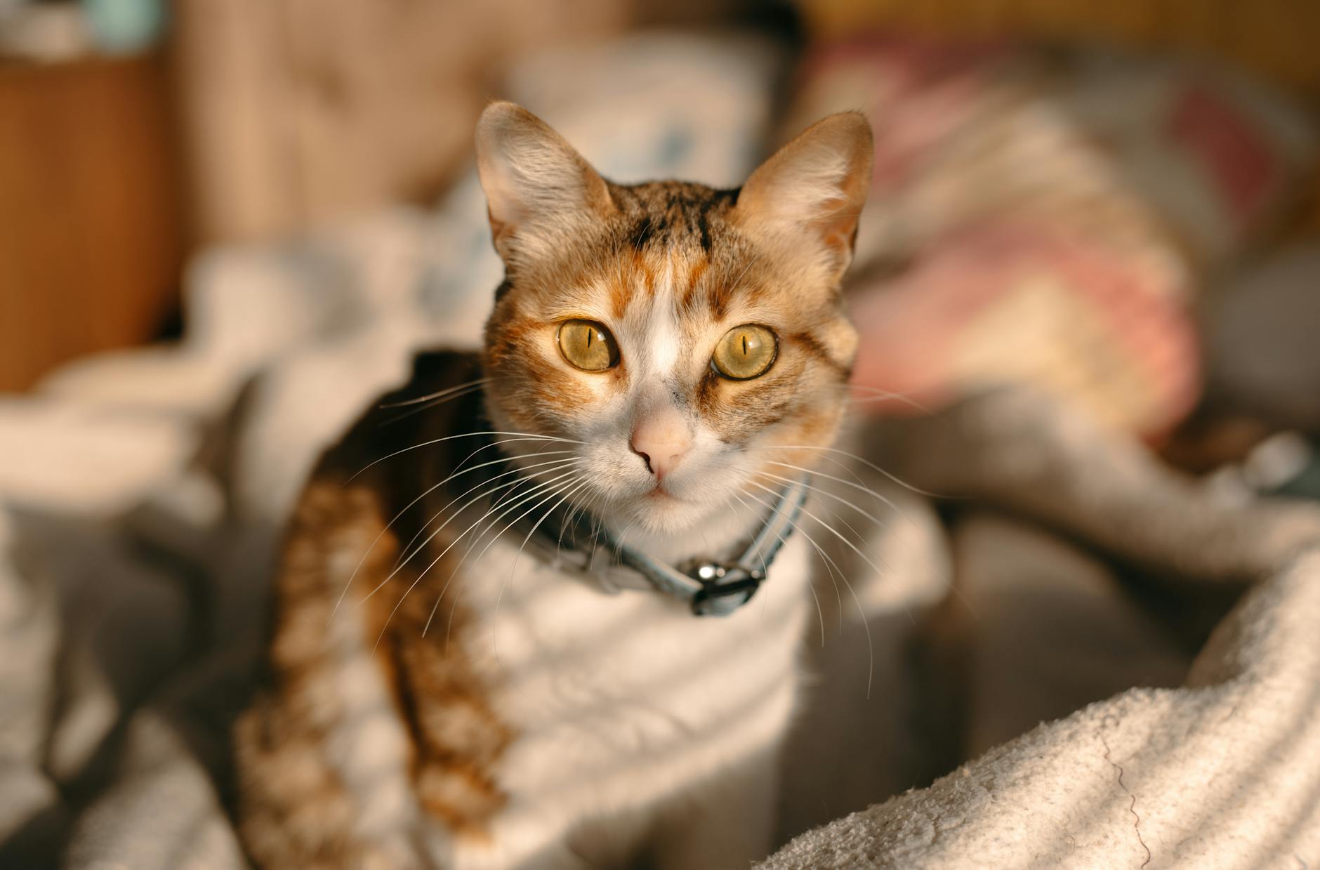 Kedi Tüy Bakımı ve Grooming: Fırçalama, Banyo, Tüy Yumakları
