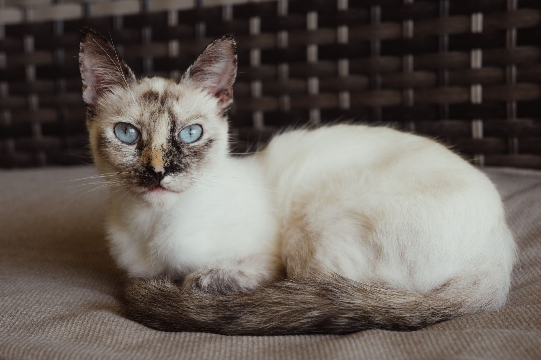 Kedi Tüy Bakımı ve Grooming: Fırçalama, Banyo, Tüy Yumakları