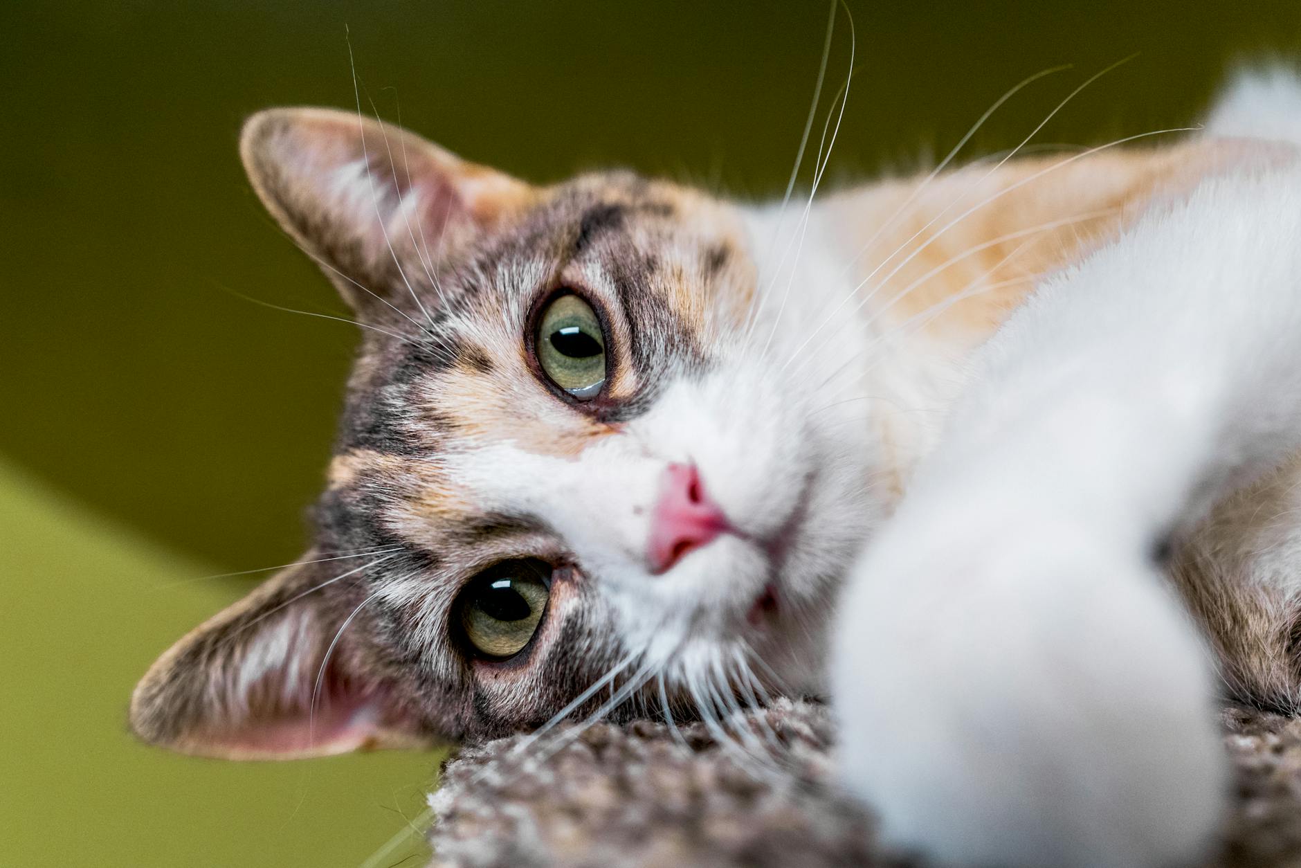 Kedi Tüy Bakımı ve Grooming: Fırçalama, Banyo, Tüy Yumakları