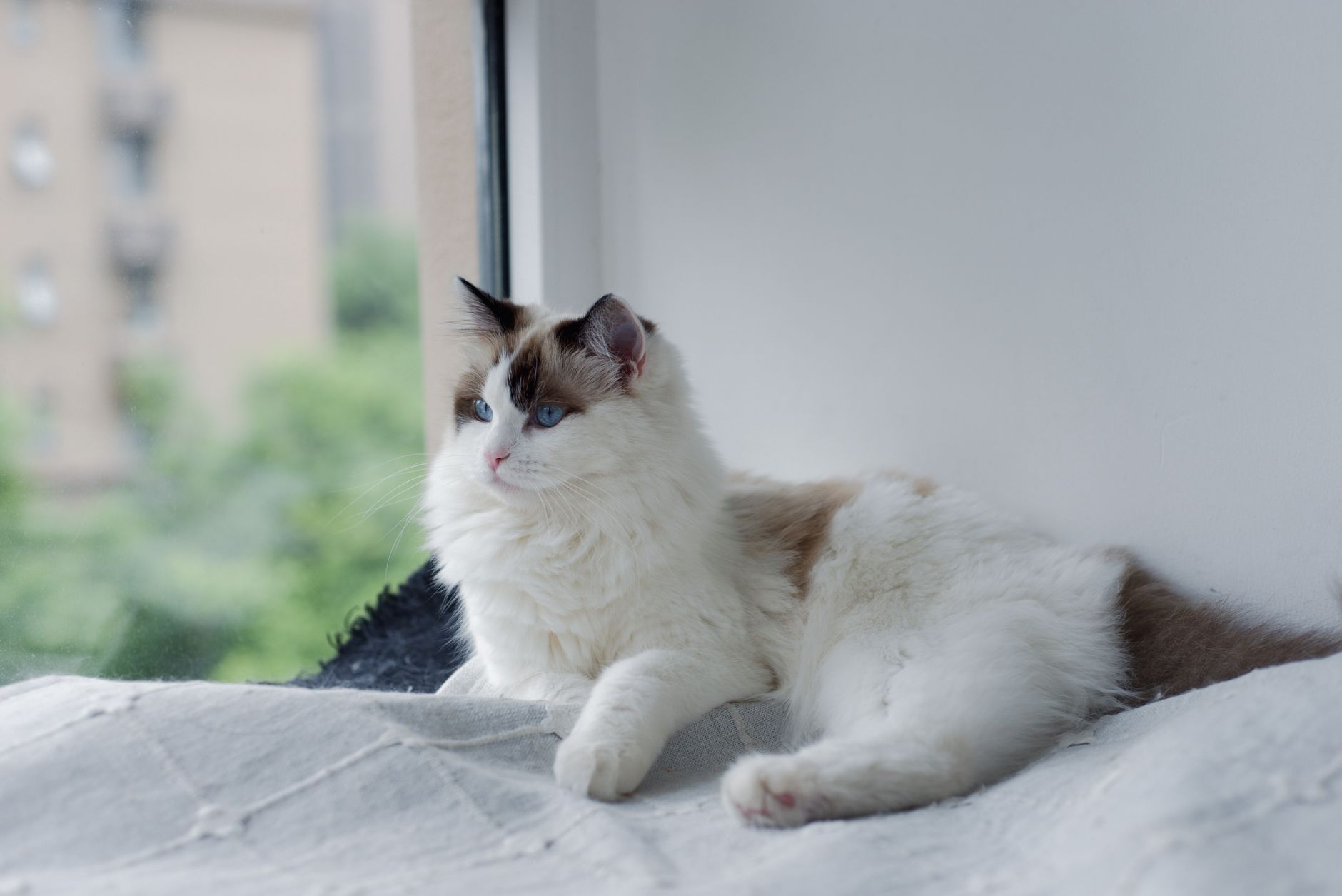 Kedi Tüy Bakımı ve Grooming: Fırçalama, Banyo, Tüy Yumakları