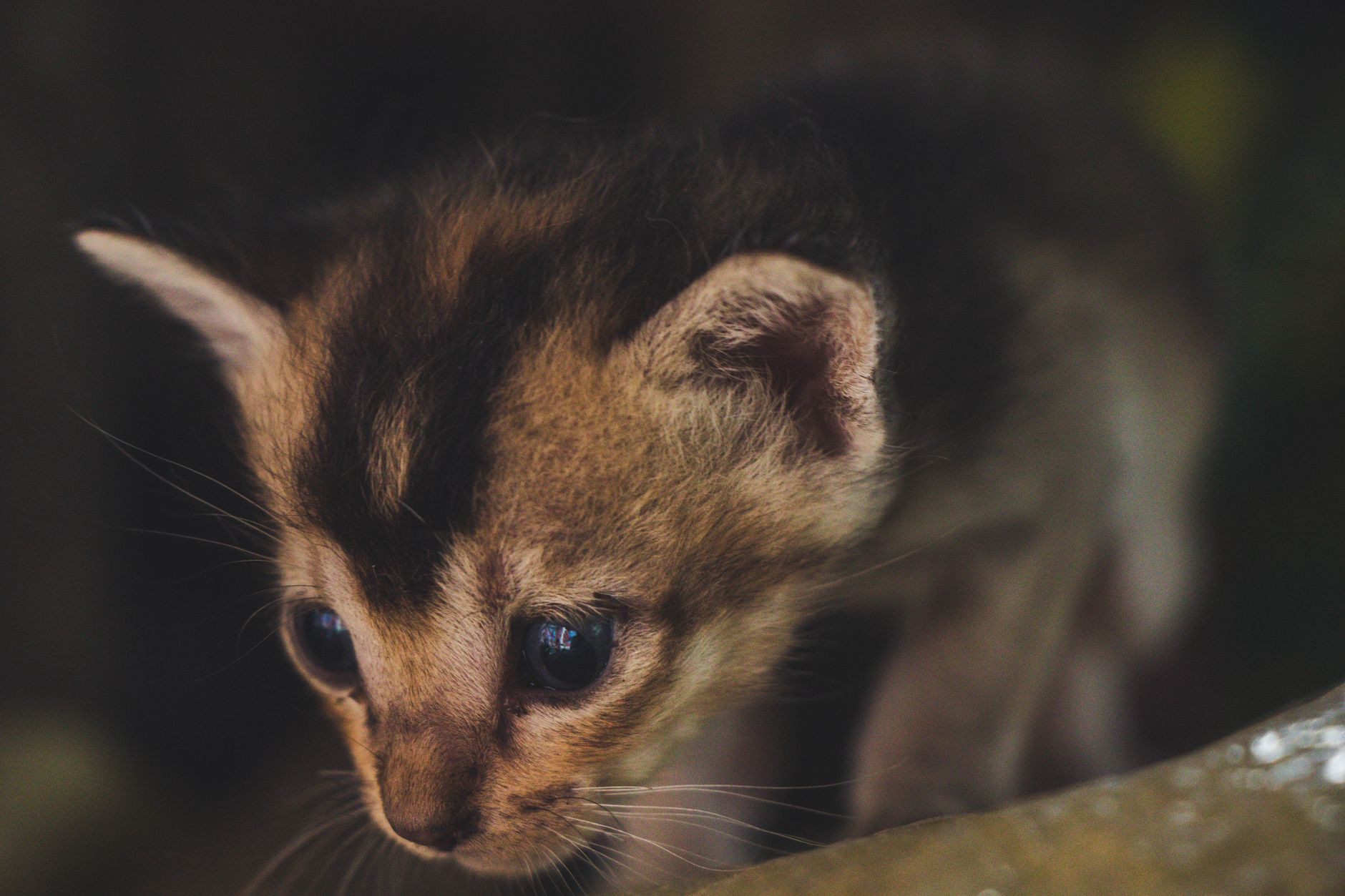 Kedi Vücut Dili: Kuyruk, Kulak, Göz ve Postür Anlamları Detaylı Rehber