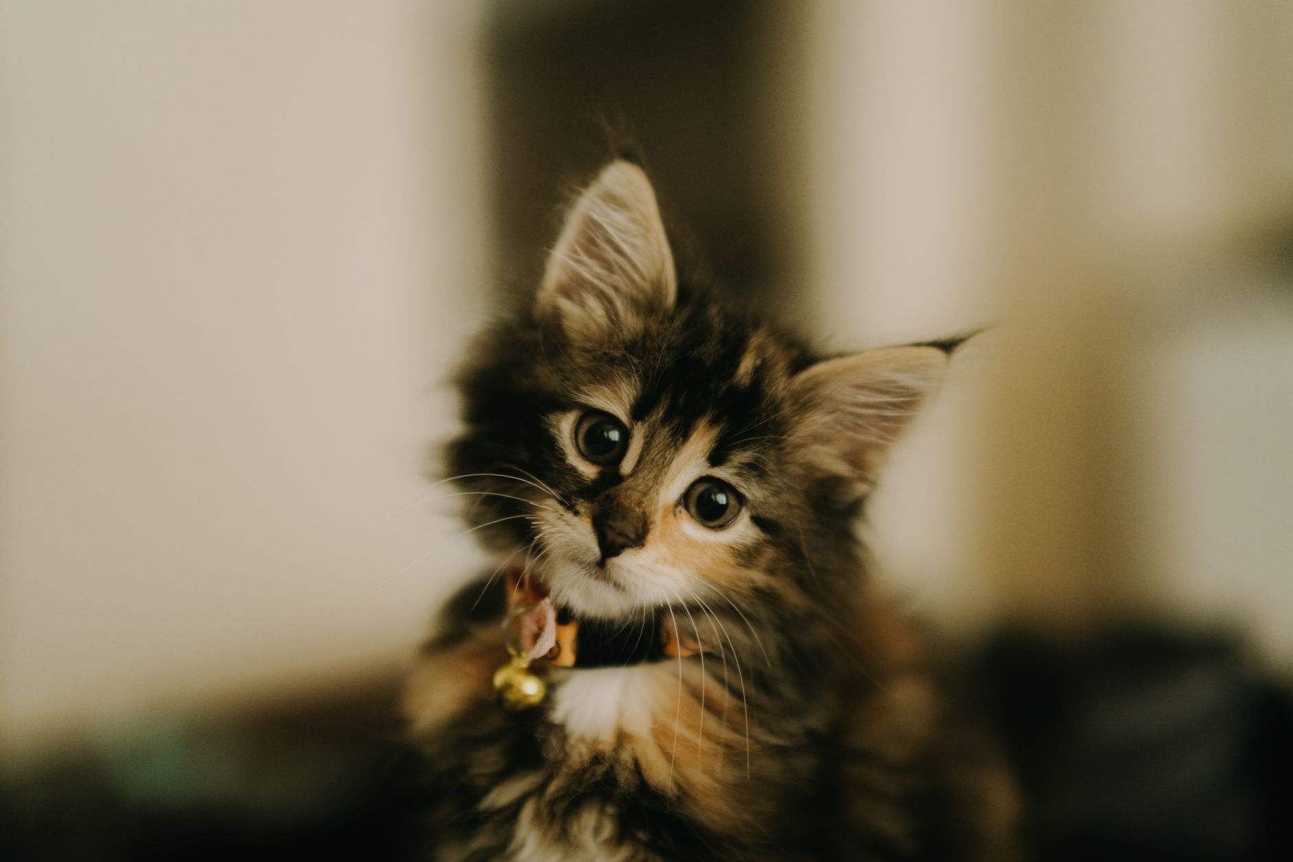 Kedi Vücut Dili: Kuyruk, Kulak, Göz ve Postür Anlamları Detaylı Rehber
