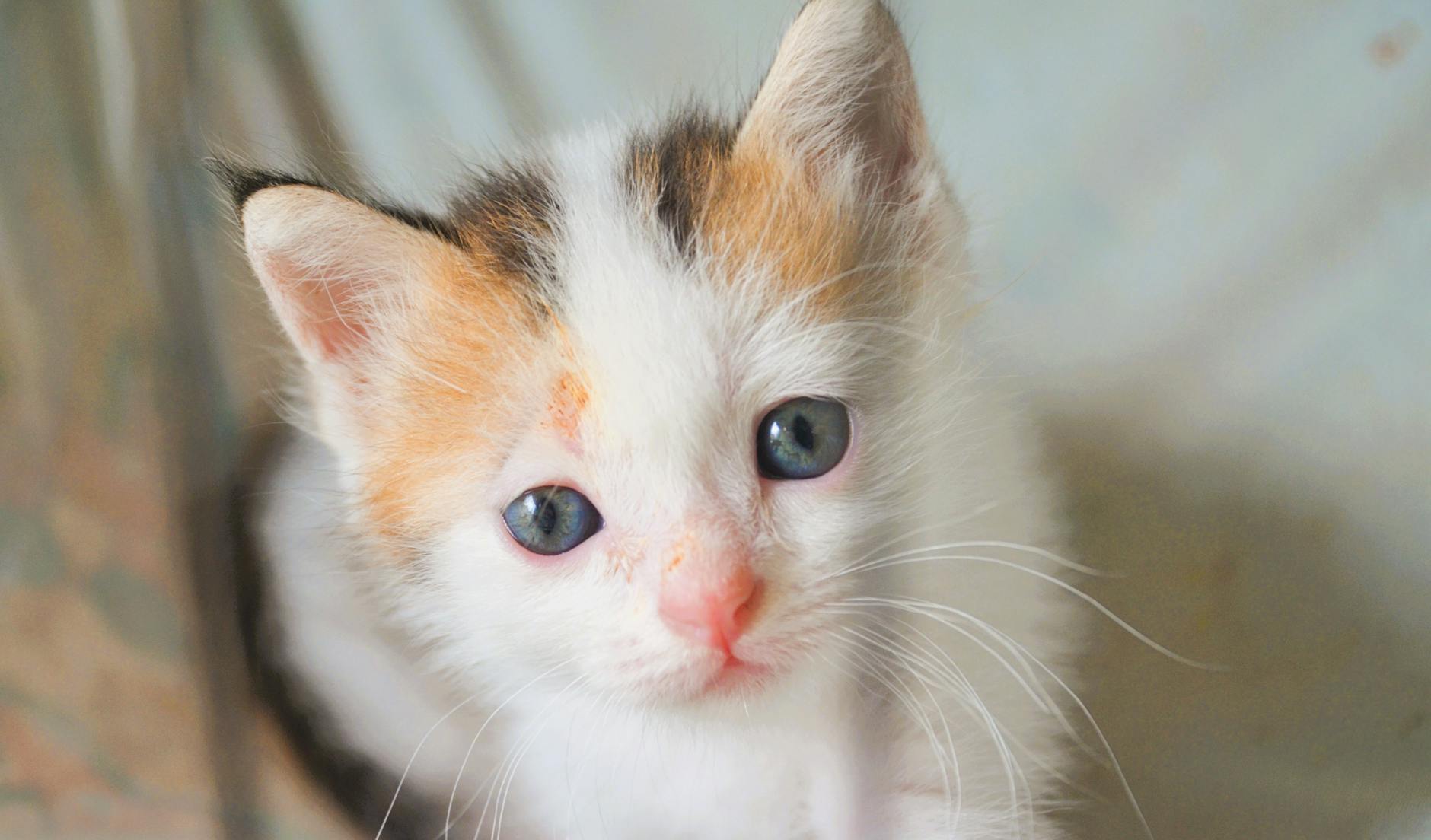 Kedi Vücut Dili: Kuyruk, Kulak, Göz ve Postür Anlamları Detaylı Rehber