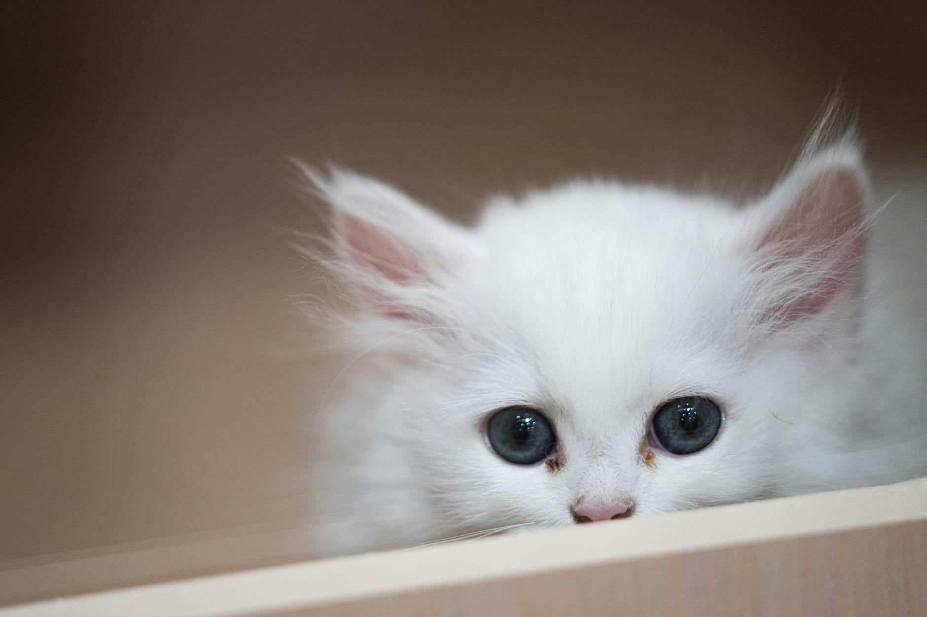 Kedi Vücut Dili: Kuyruk, Kulak, Göz ve Postür Anlamları Detaylı Rehber