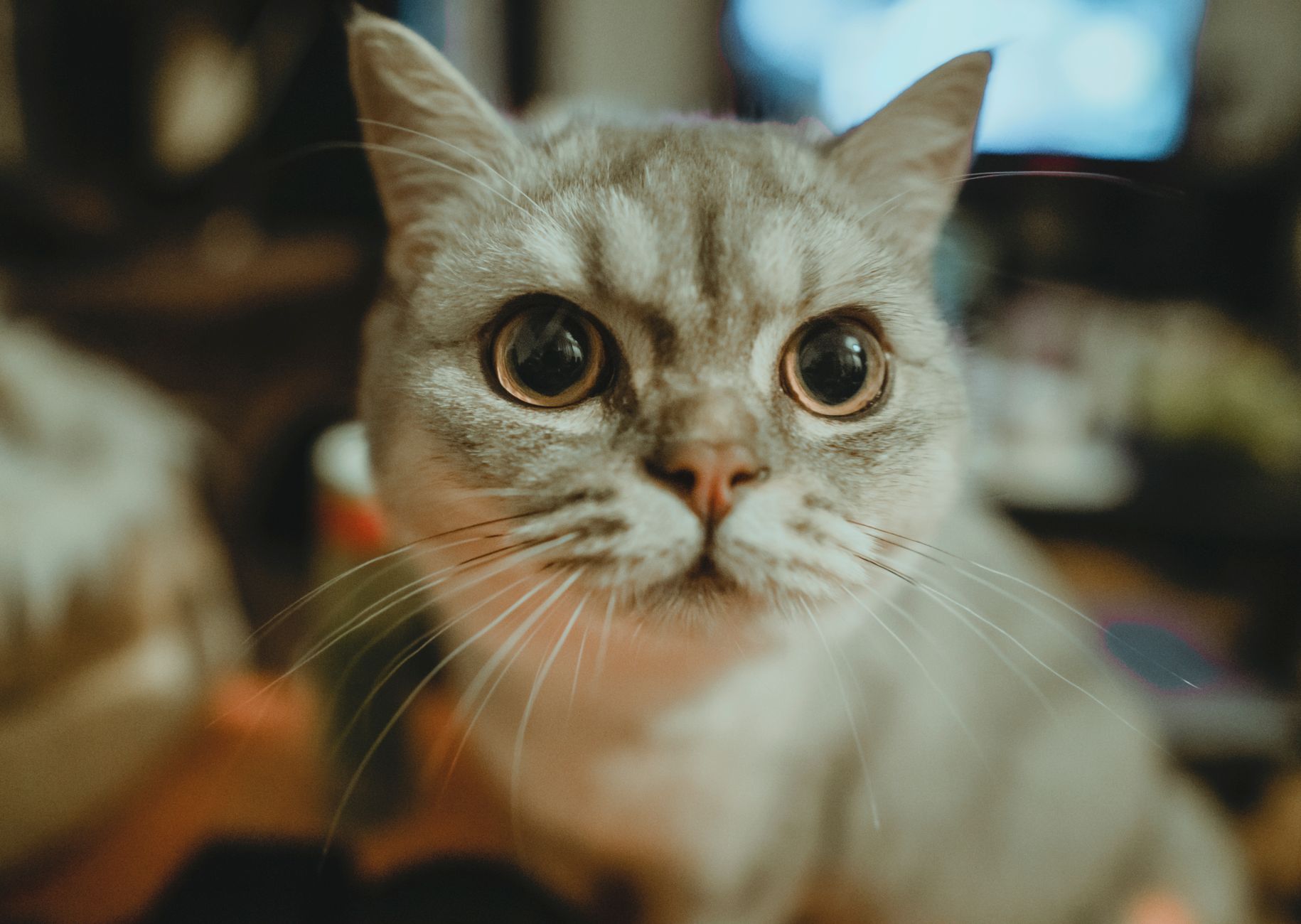 Kedi Vücut Dili: Kuyruk, Kulak, Göz ve Postür Anlamları Detaylı Rehber