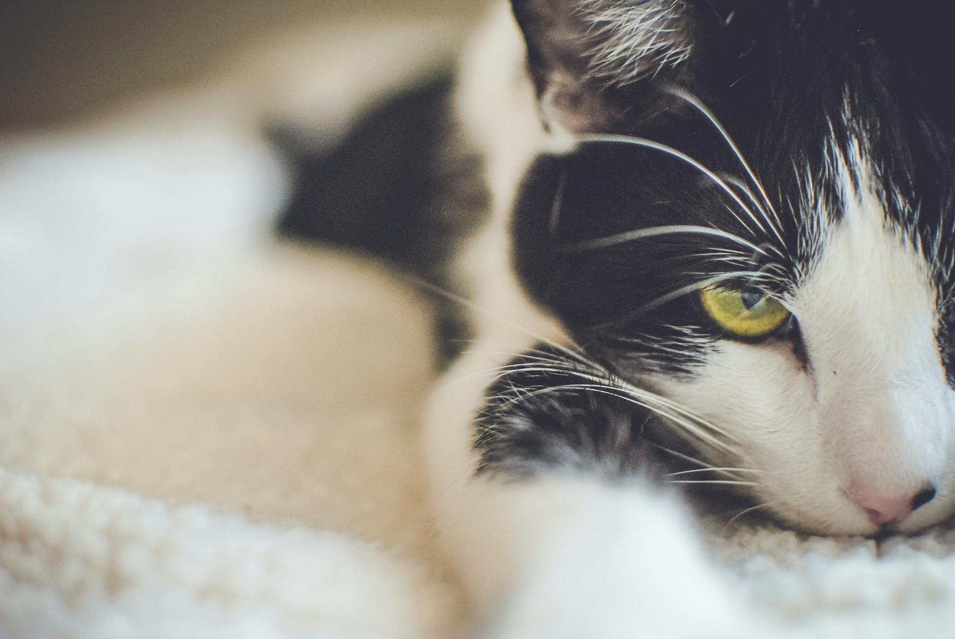 tehlikeli zambak kedi