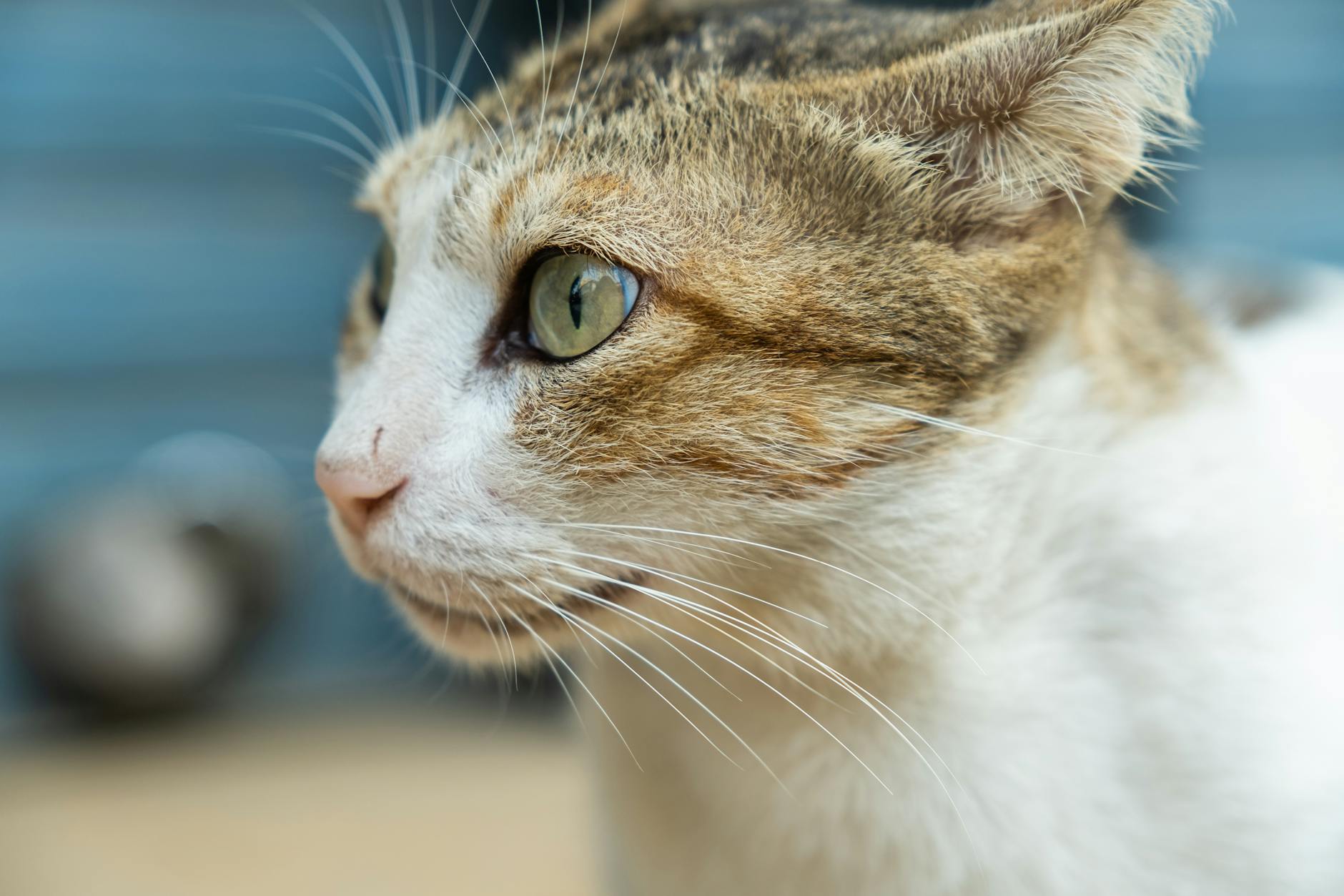 Kısa Tüylü Kedi Irkları: British Shorthair, Russian Blue, Bombay, Burmese Rehberi