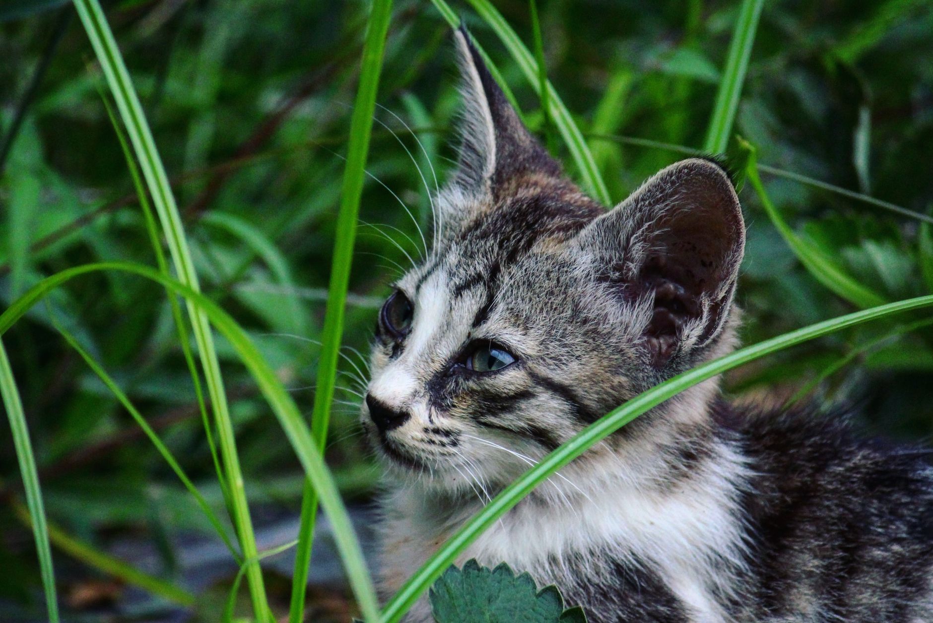 Kısa Tüylü Kedi Irkları: British Shorthair, Russian Blue, Bombay, Burmese Rehberi