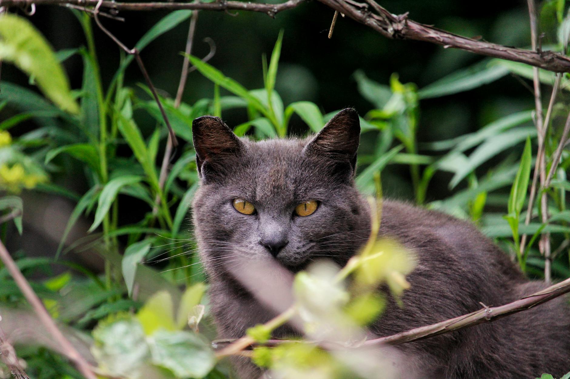 Kısa Tüylü Kedi Irkları: British Shorthair, Russian Blue, Bombay, Burmese Rehberi