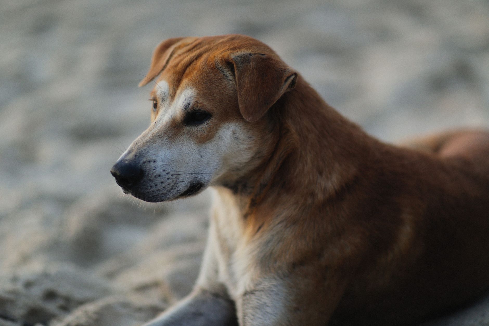 Köpek için Acil Durum Çantası ve Hazırlık