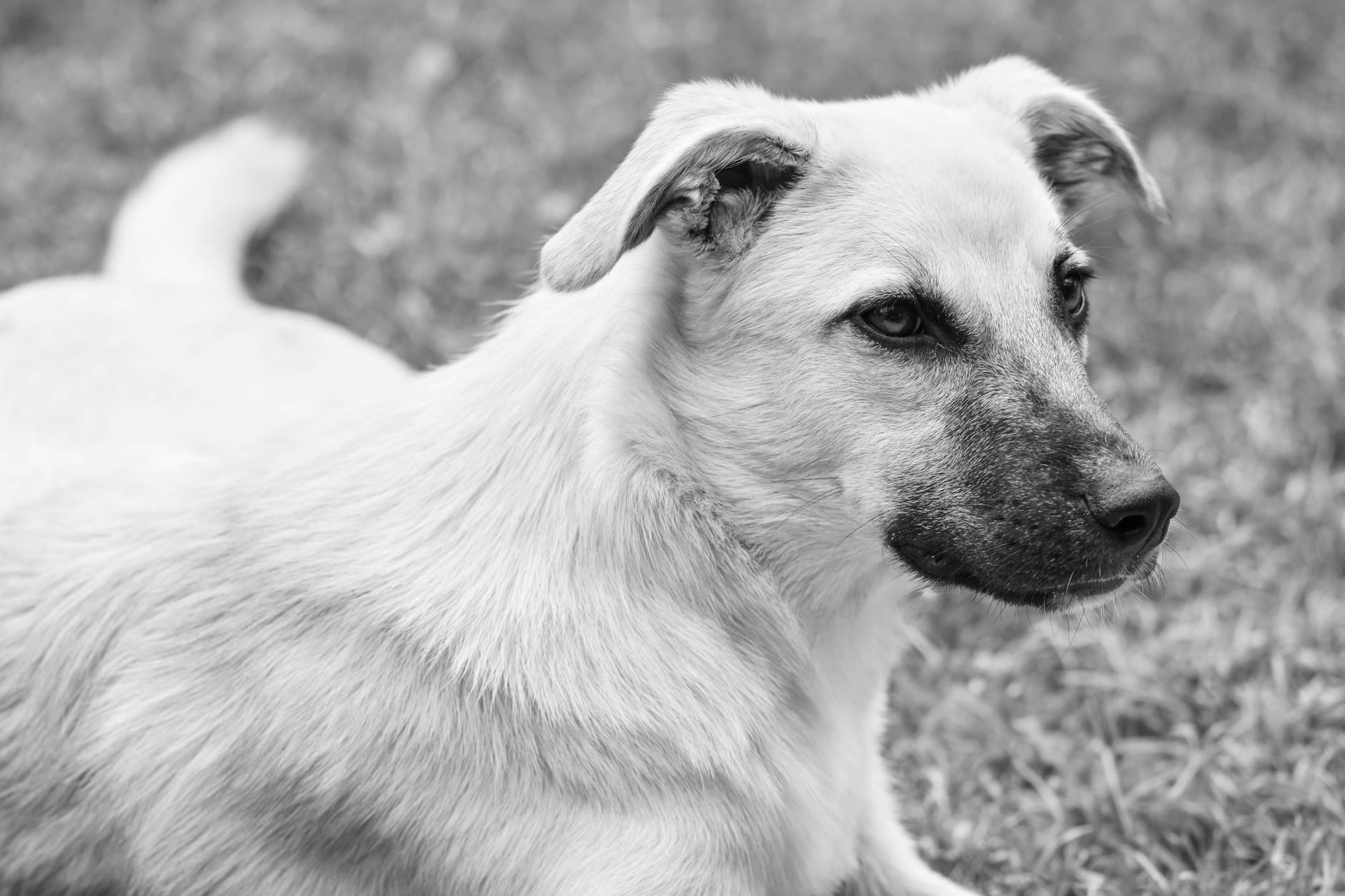 Köpek için Acil Durum Çantası ve Hazırlık