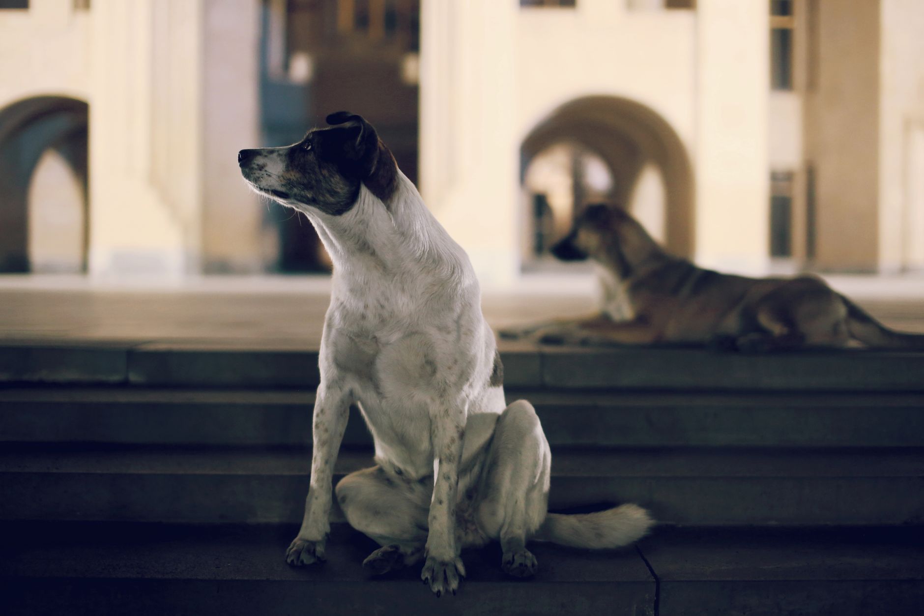 Köpek için Acil Durum Çantası ve Hazırlık