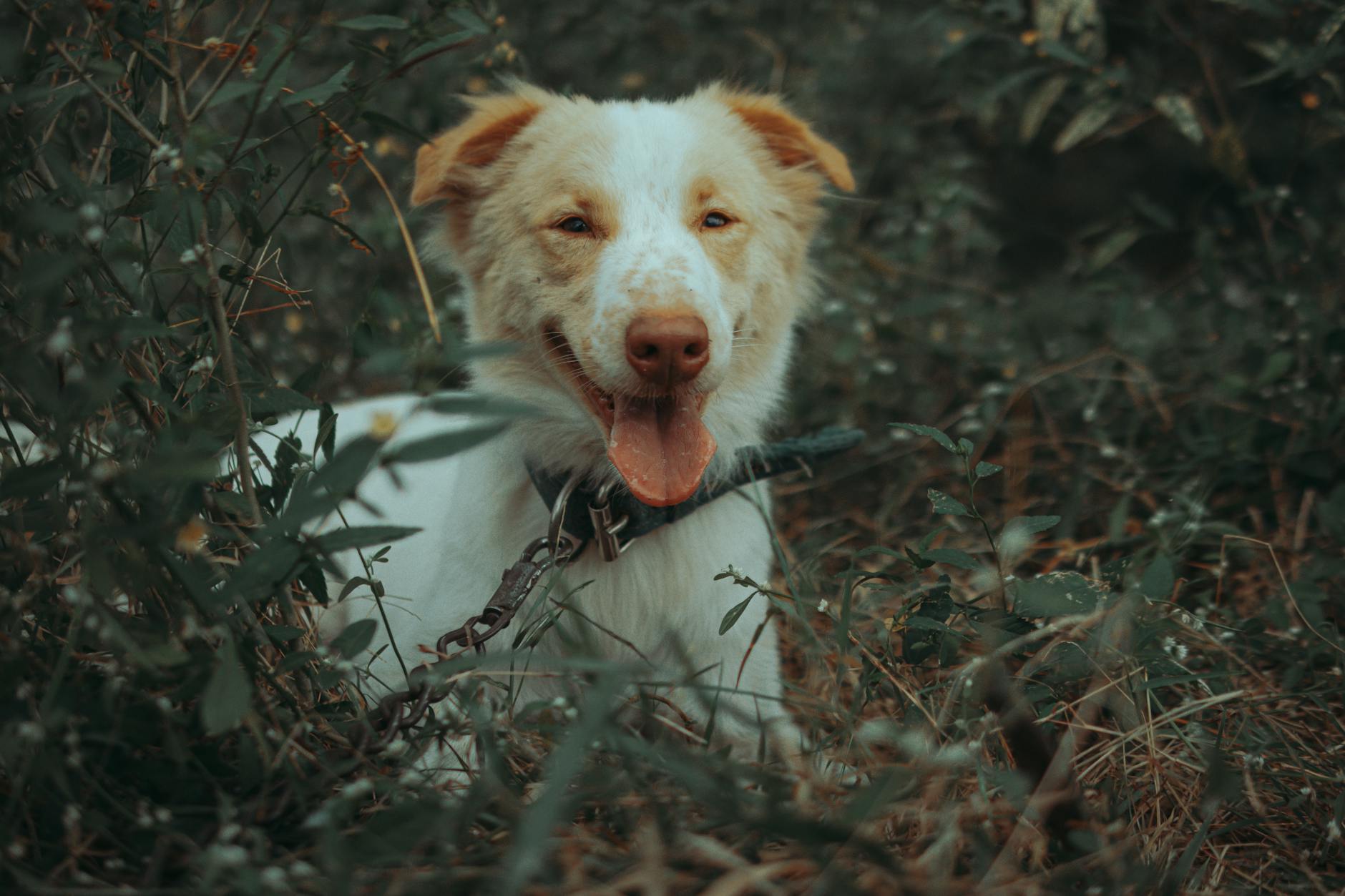 Köpekte Acil Durumlar: Mide Dönmesi (GDV), Zehirlenme ve Sıcak Çarpması