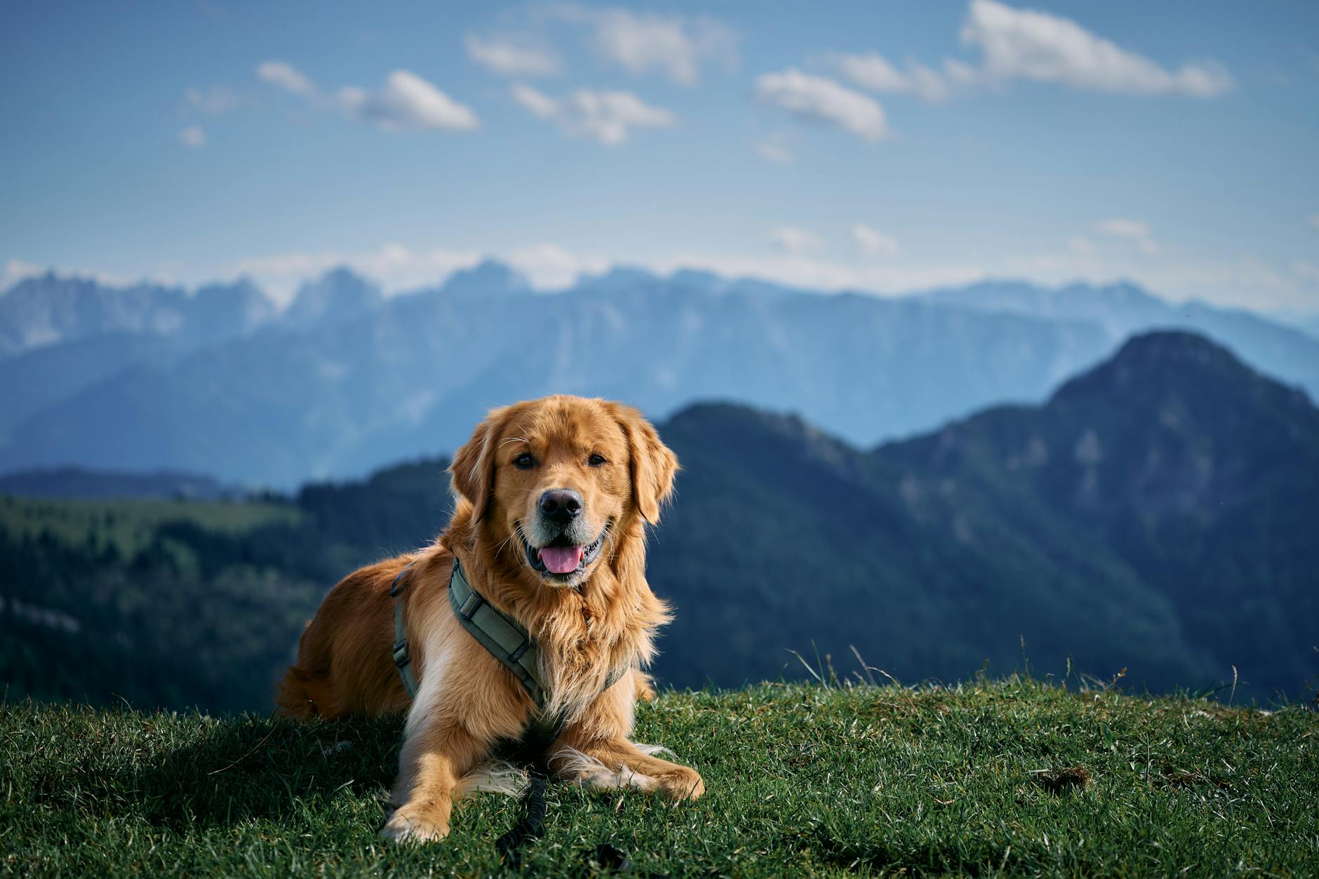 Köpekte Acil Durumlar: Mide Dönmesi (GDV), Zehirlenme ve Sıcak Çarpması