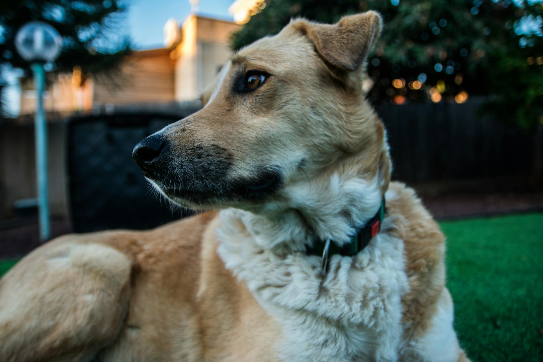 Köpekte Acil Durumlar: Mide Dönmesi (GDV), Zehirlenme ve Sıcak Çarpması