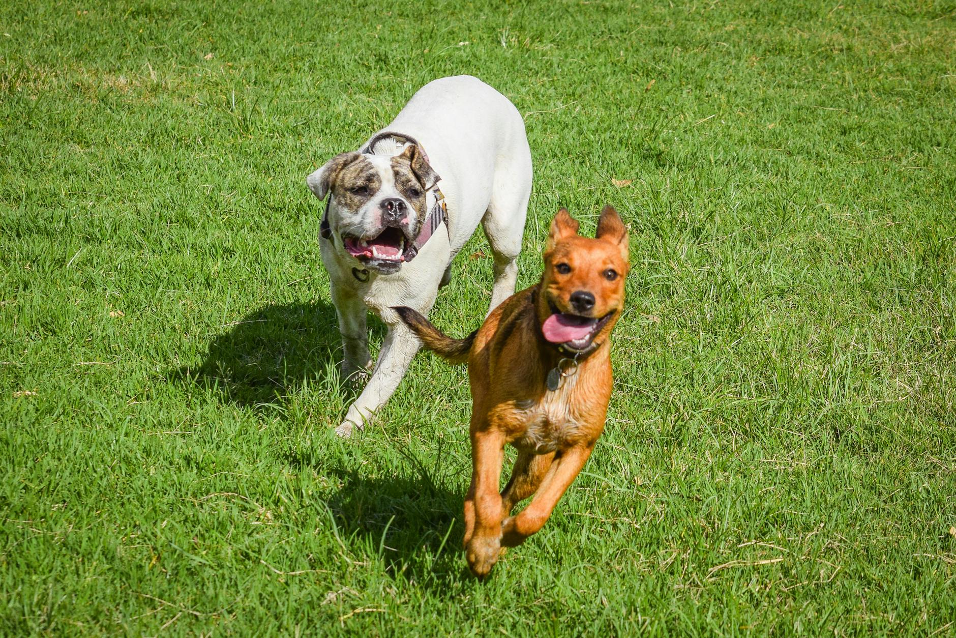 Köpek Aşı Takvimi: Karma, Kuduz, Bordetella ve İhtiyari Aşılar