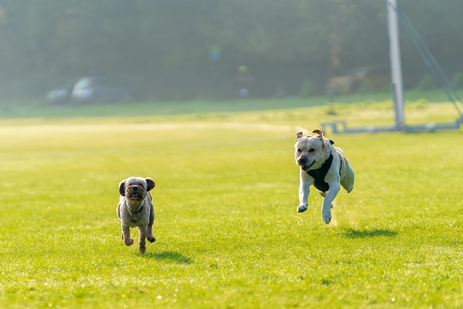 Köpek Aşı Takvimi: Karma, Kuduz, Bordetella ve İhtiyari Aşılar