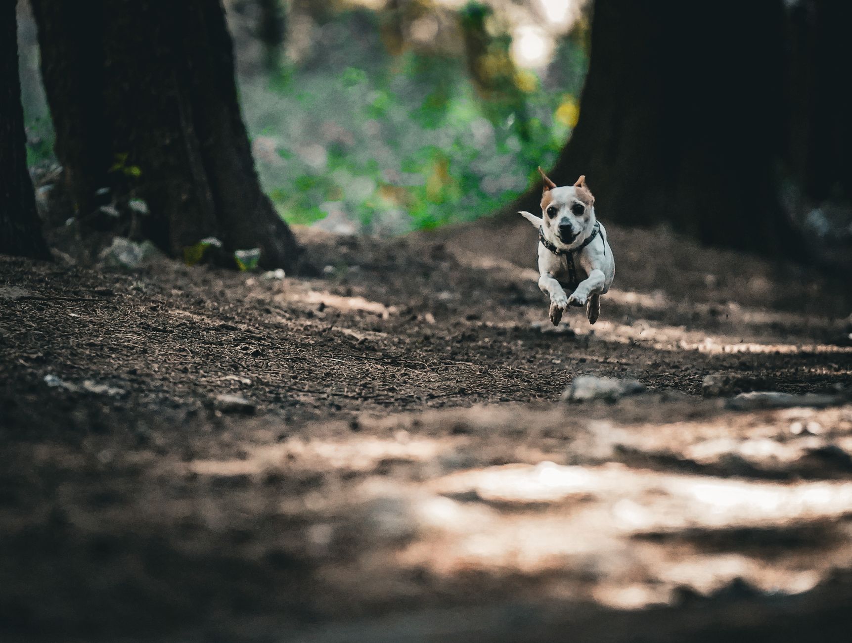 Köpek Aşı Takvimi: Karma, Kuduz, Bordetella ve İhtiyari Aşılar