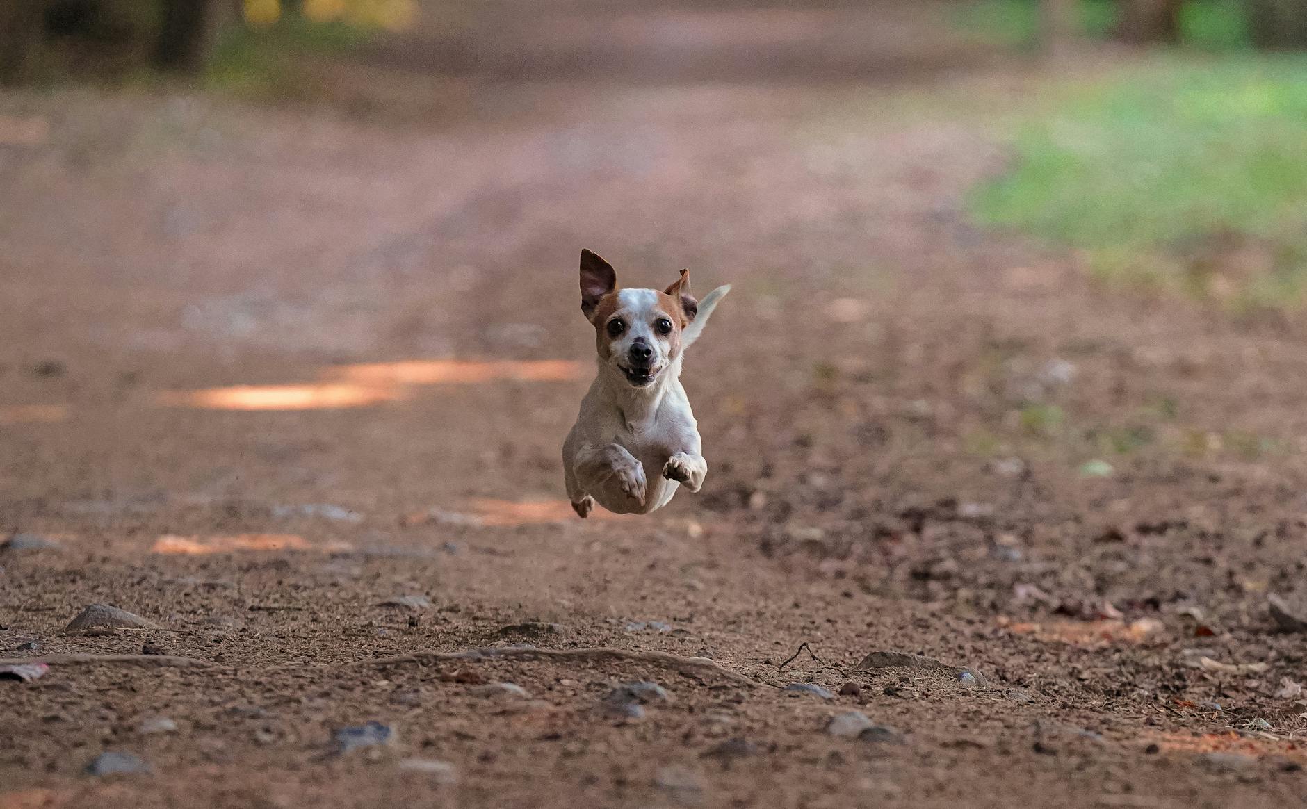 Köpek Aşı Takvimi: Karma, Kuduz, Bordetella ve İhtiyari Aşılar