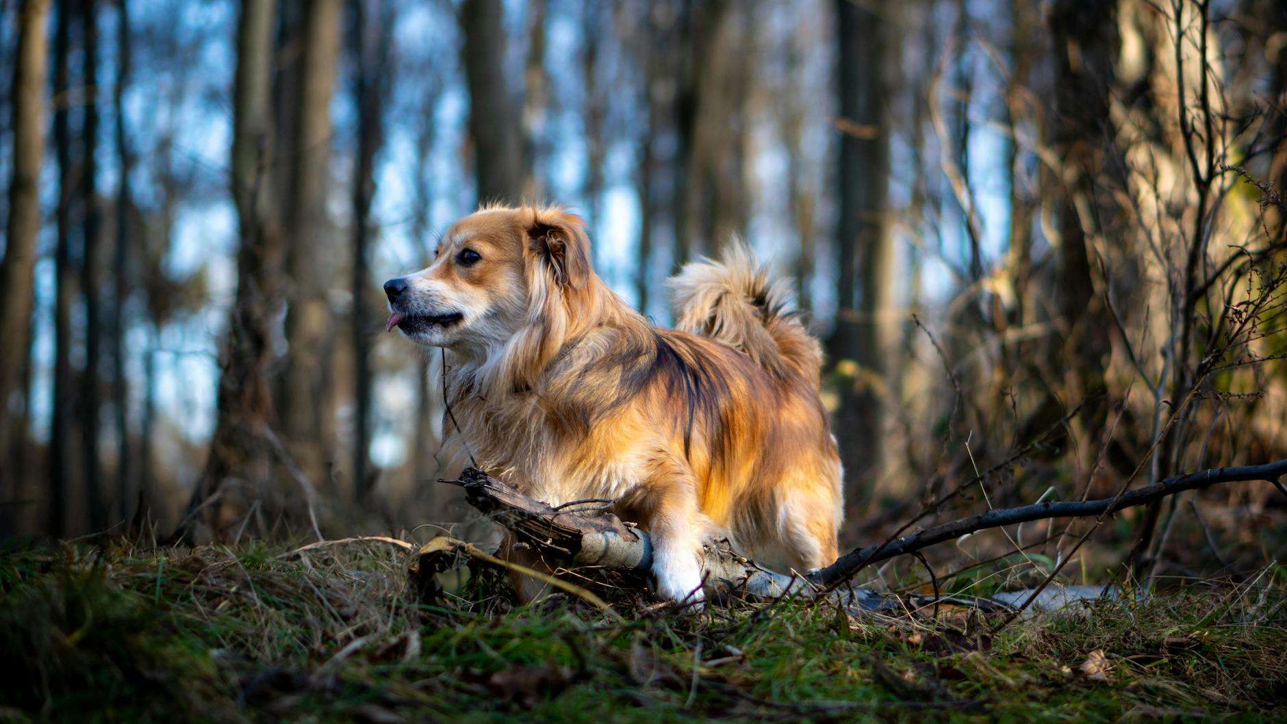 Köpekte Aşırı Hareketlilik ve Enerji Yönetimi