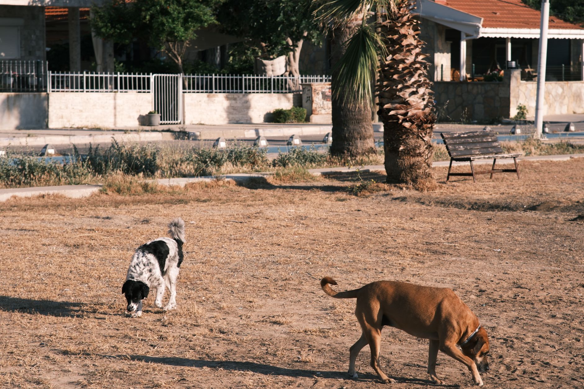 Köpekte Aşırı Hareketlilik ve Enerji Yönetimi