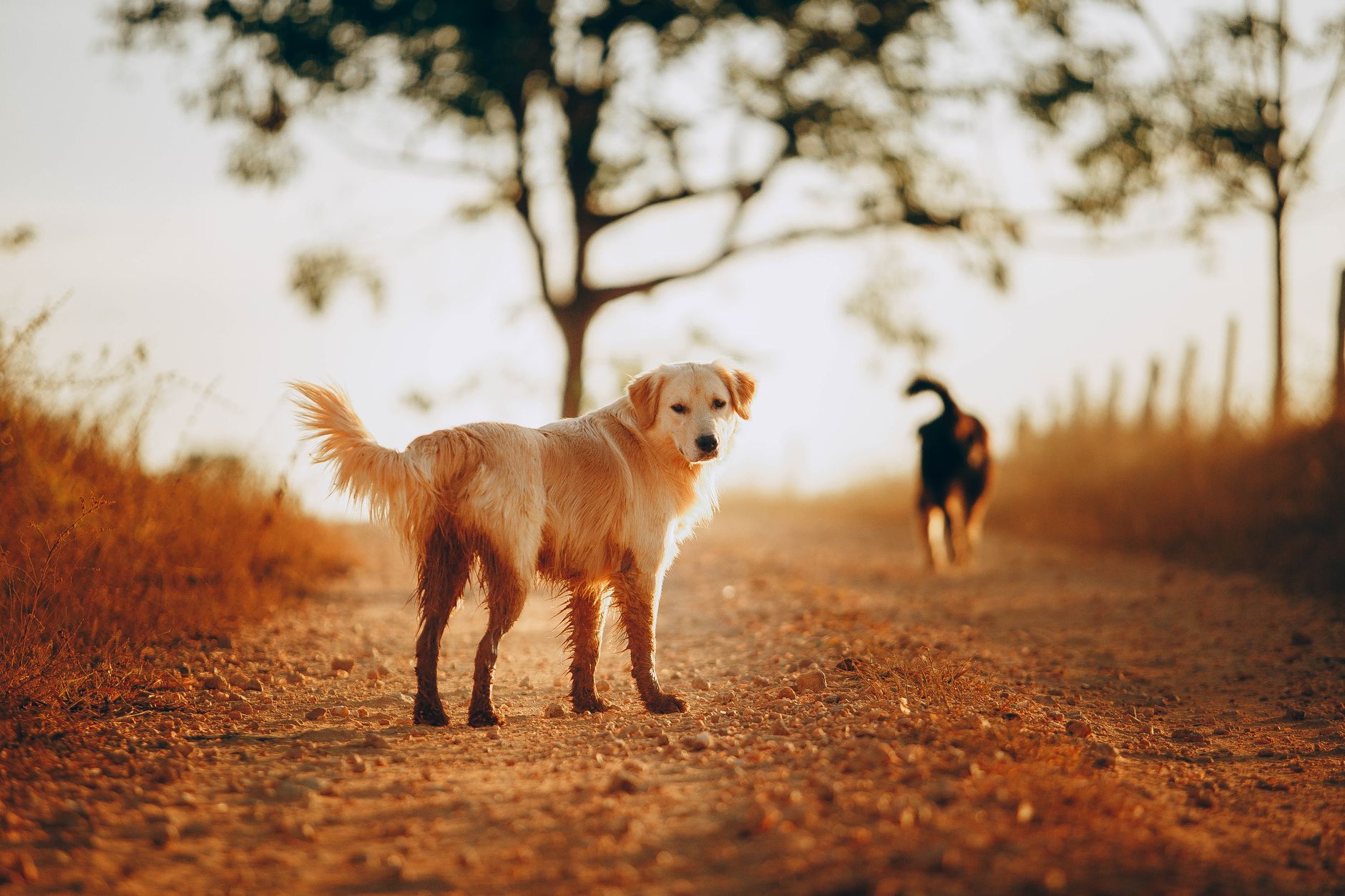 Köpekte Aşırı Hareketlilik ve Enerji Yönetimi