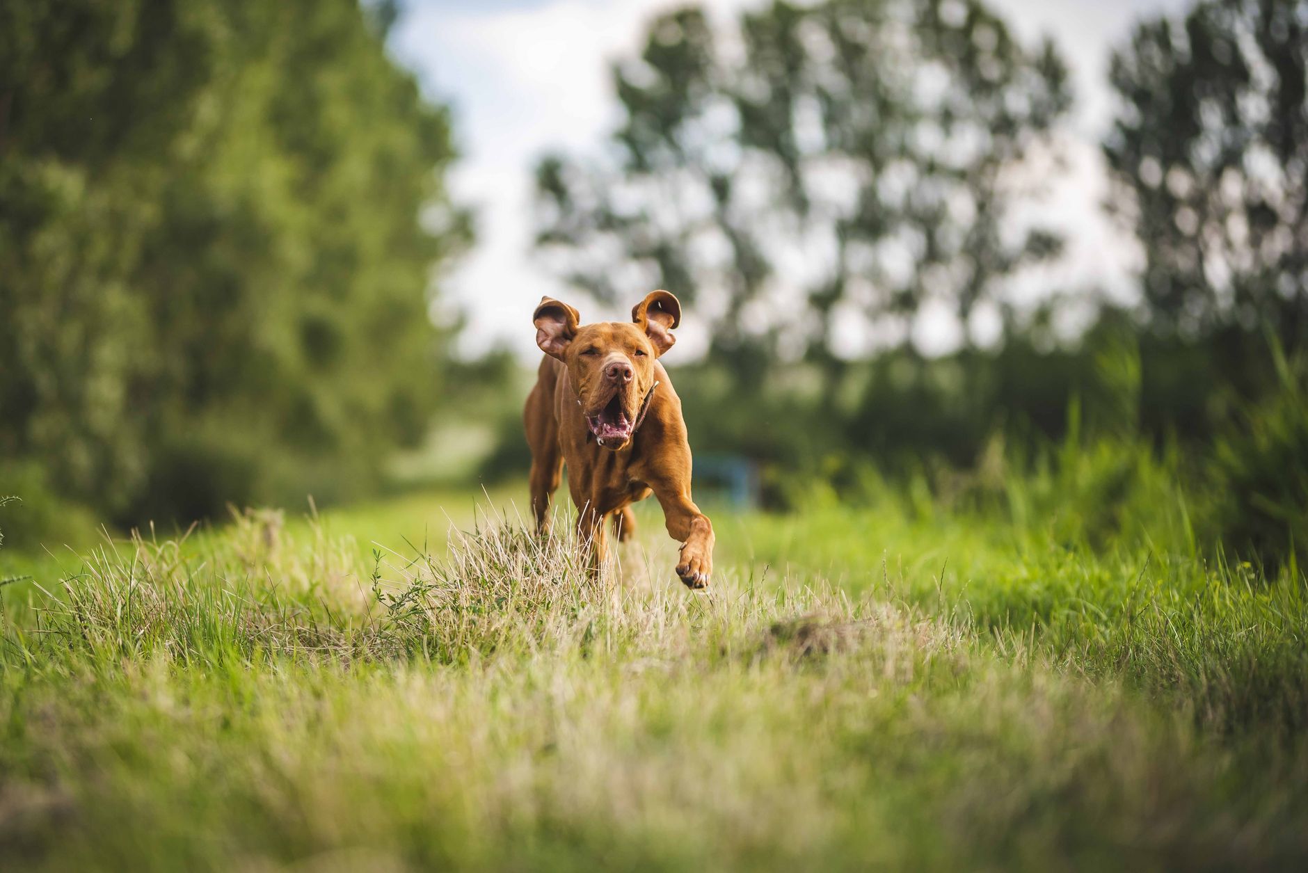 Köpekte Aşırı Havlama: Nedenler ve Çözümler