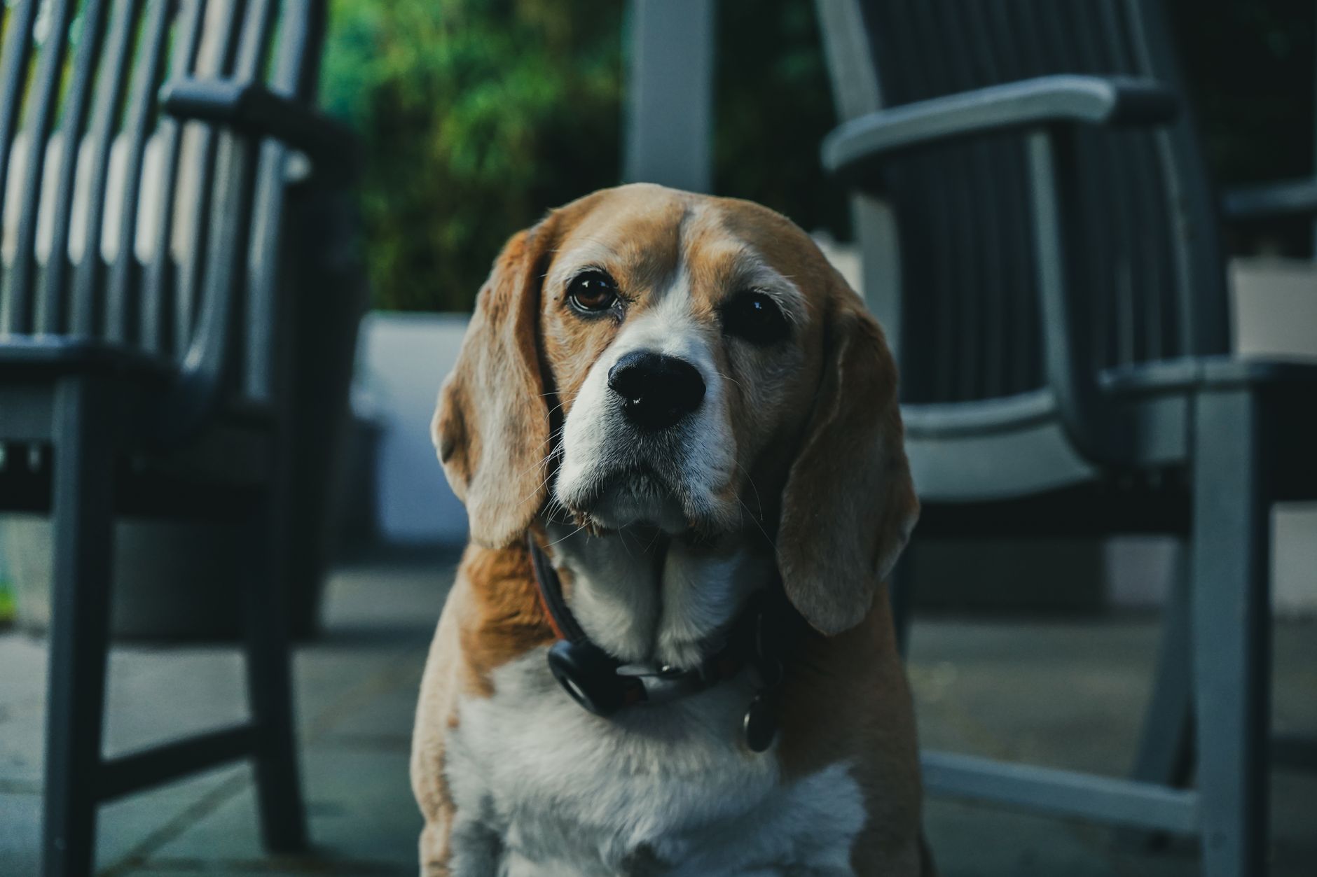 Köpekte Aşırı Havlama: Nedenler ve Çözümler