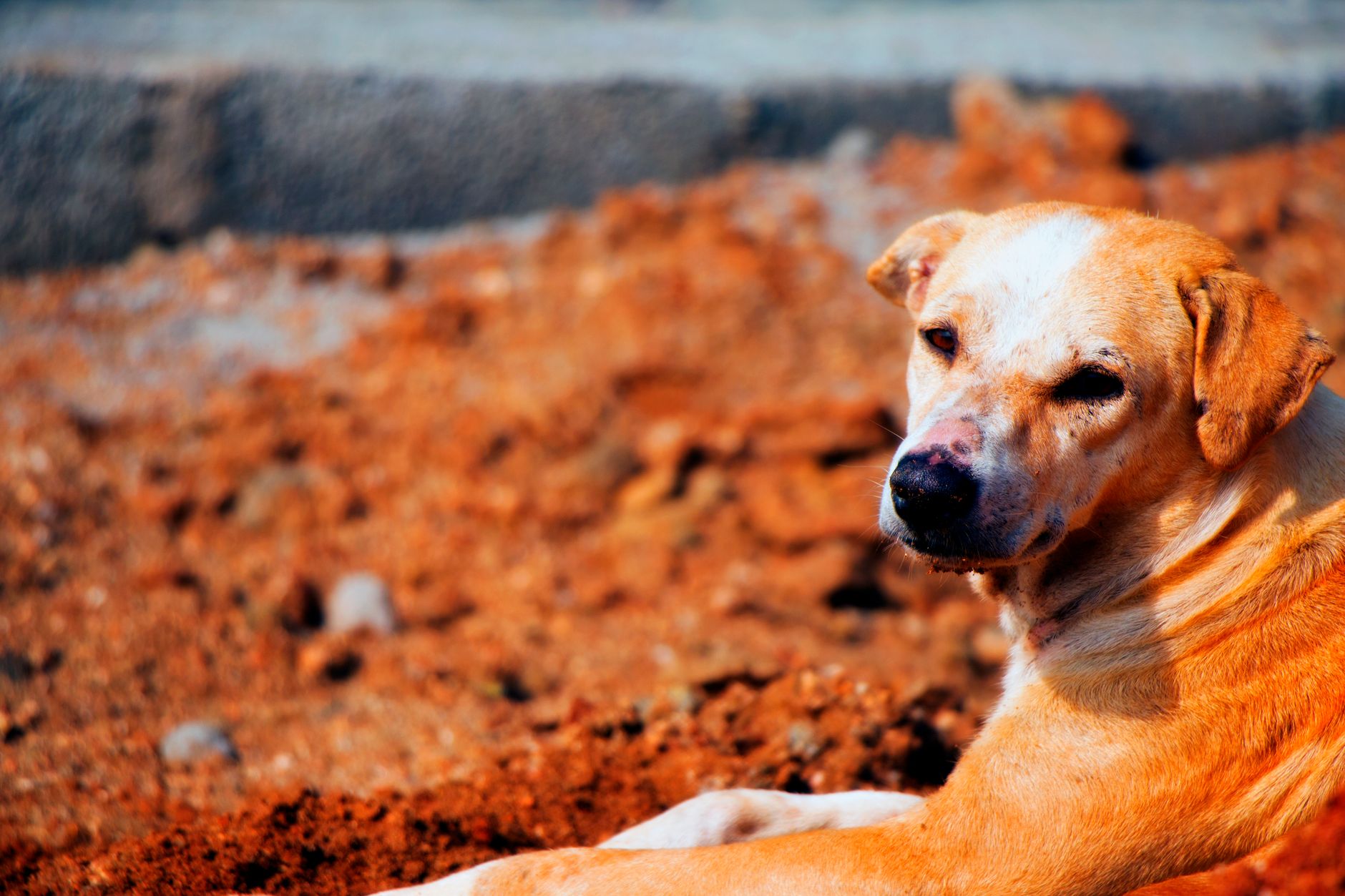 Köpekte Aşırı Havlama: Nedenler ve Çözümler