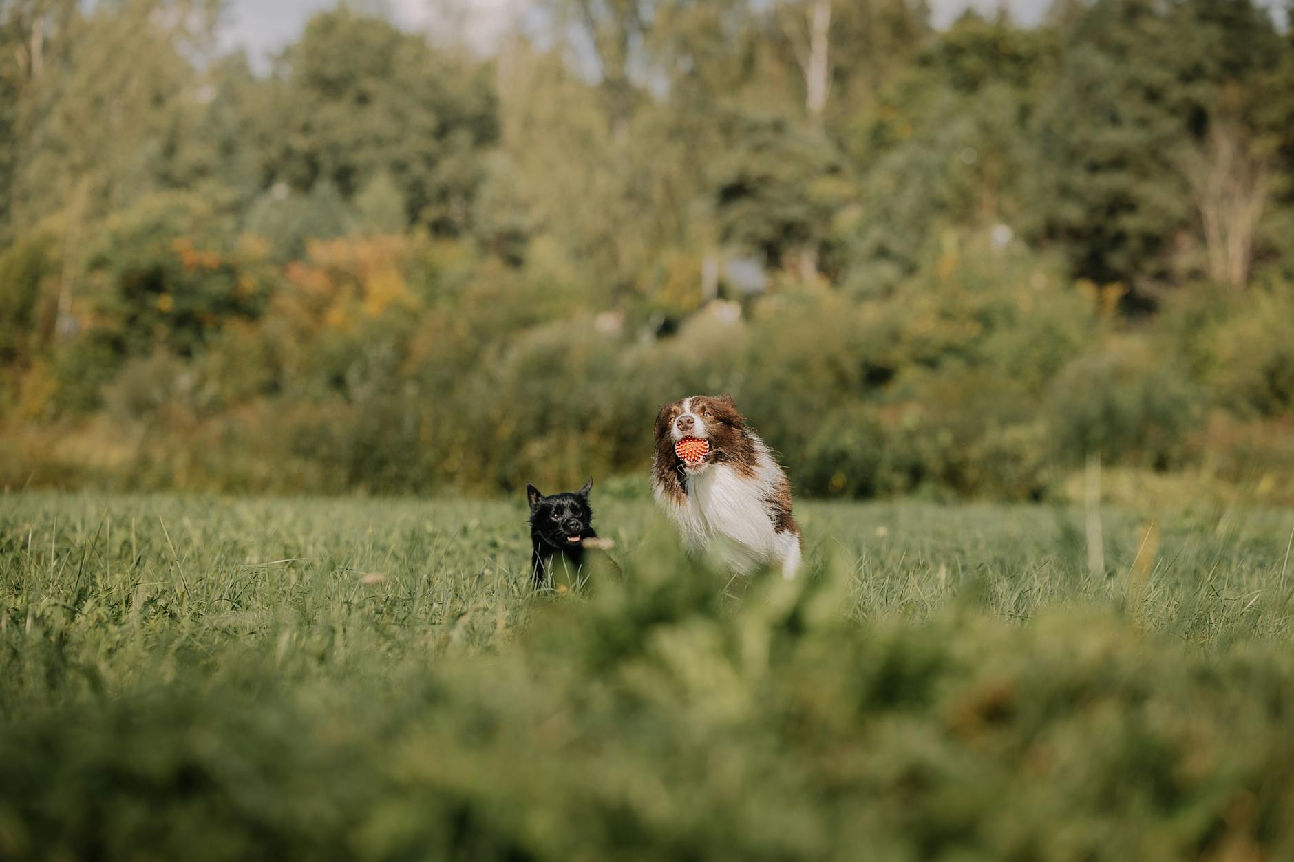 Köpek Ayrılık Kaygısı: Belirtiler, Çözümler ve Yönetim Planı