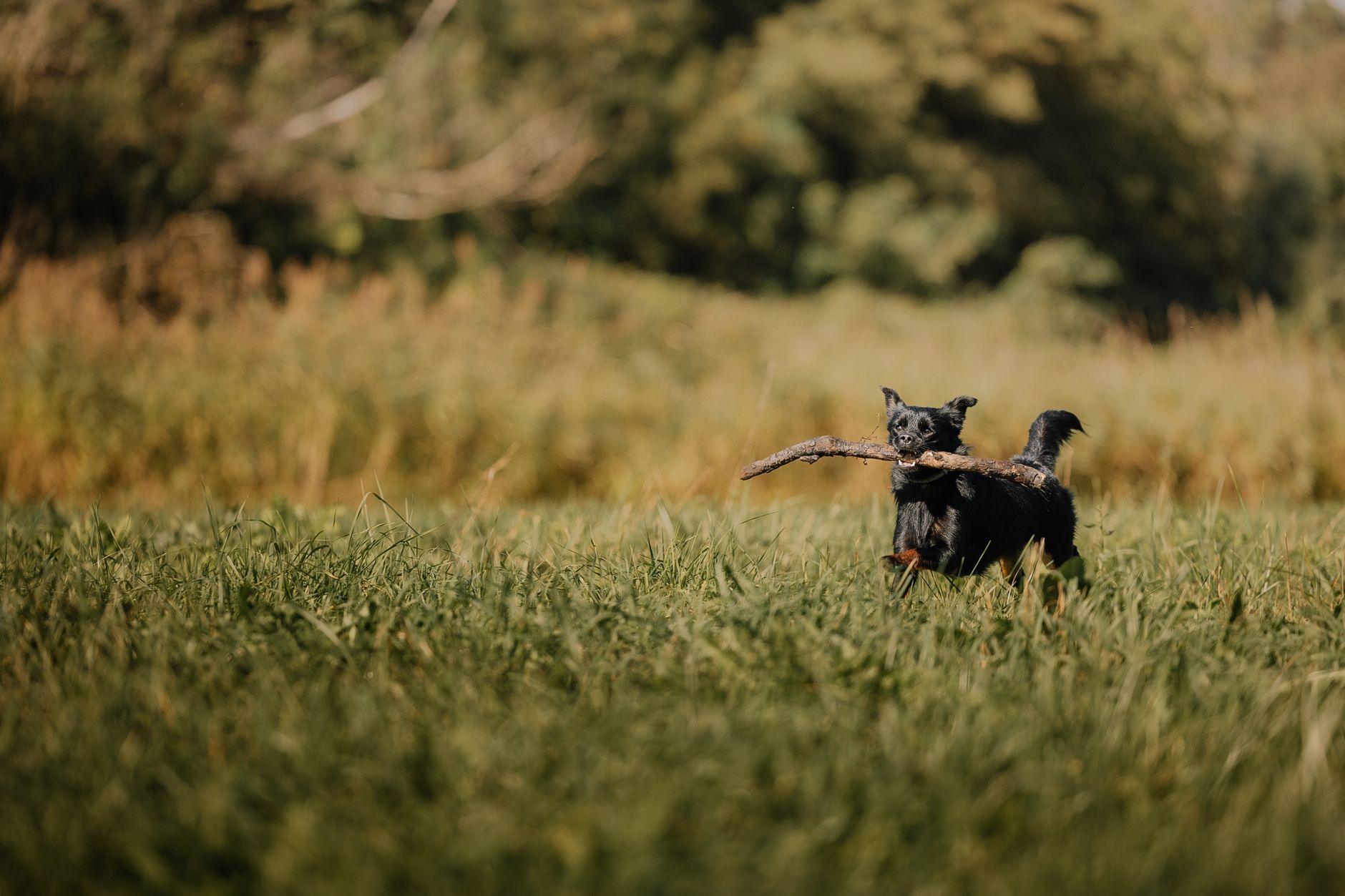 Köpek Ayrılık Kaygısı: Belirtiler, Çözümler ve Yönetim Planı