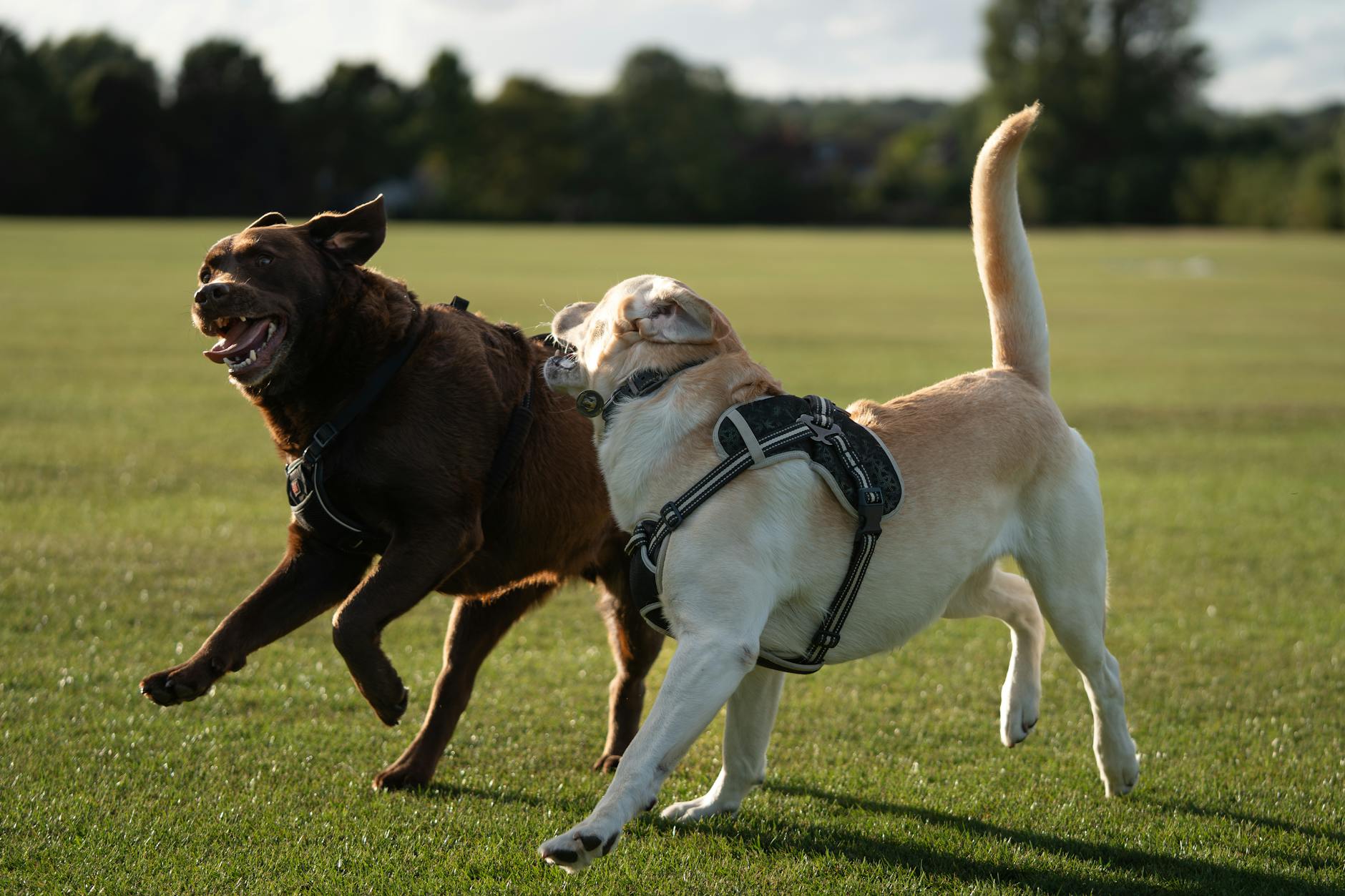 Köpek Ayrılık Kaygısı: Belirtiler, Çözümler ve Yönetim Planı