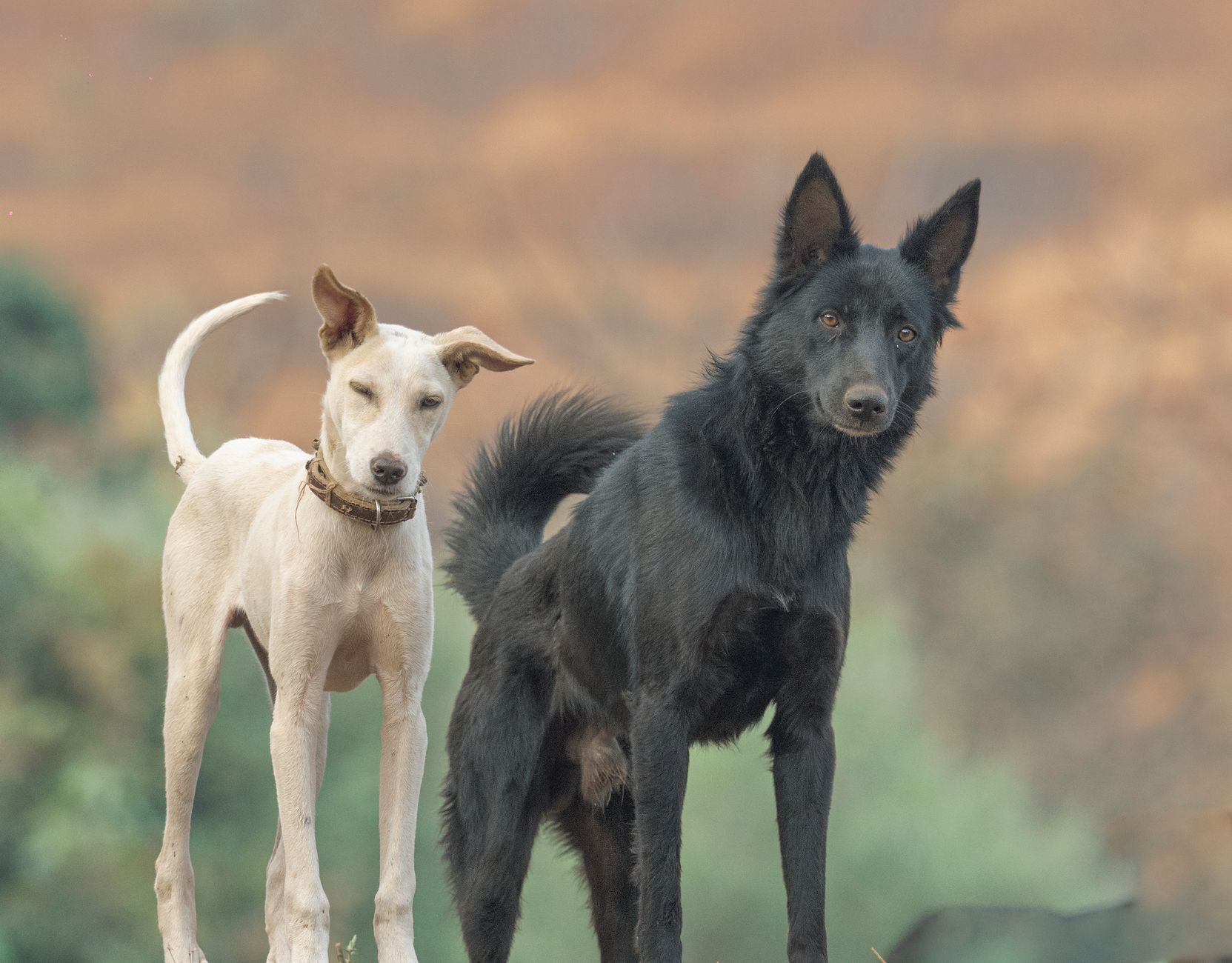 Köpekte Babesiozis: Kene Kaynaklı Kan Paraziti