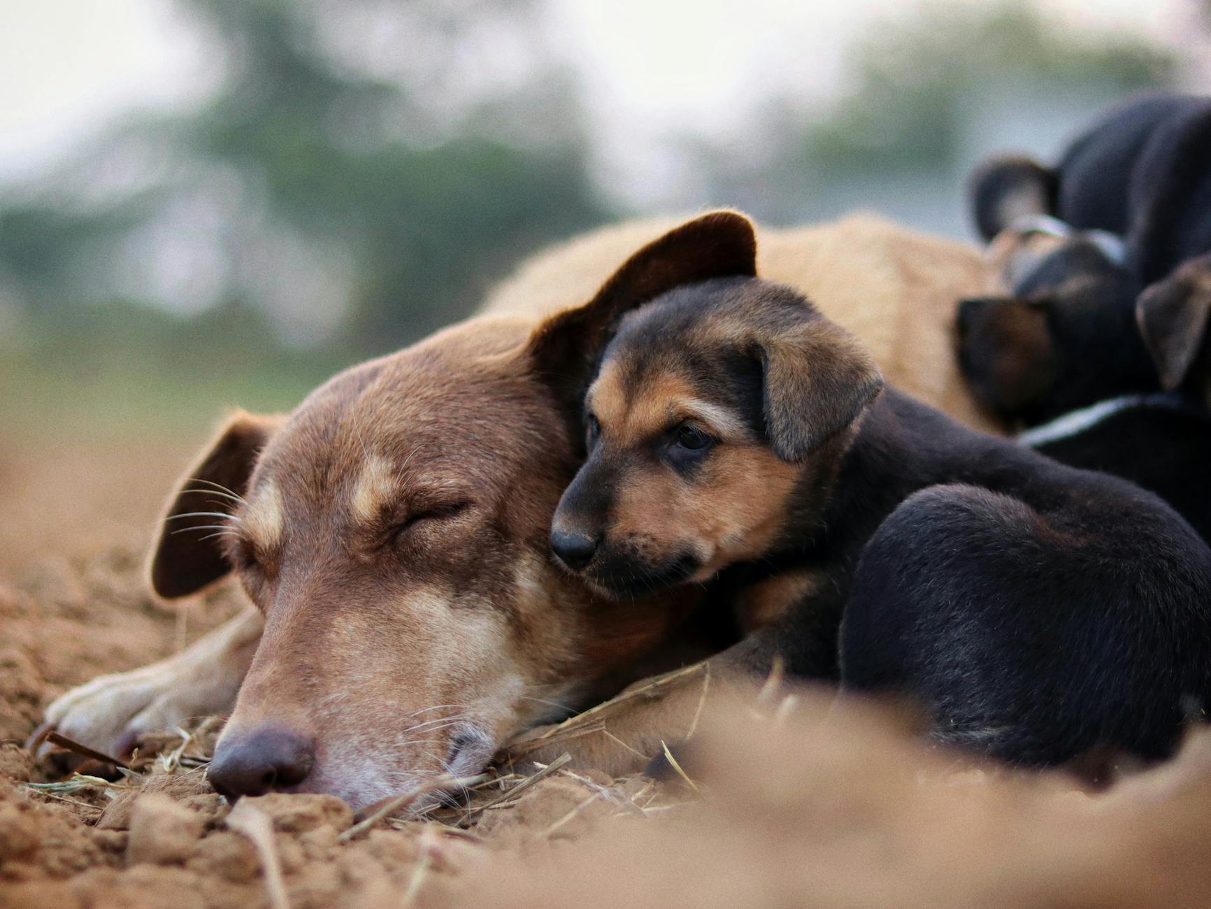 Köpekte Babesiozis: Kene Kaynaklı Kan Paraziti