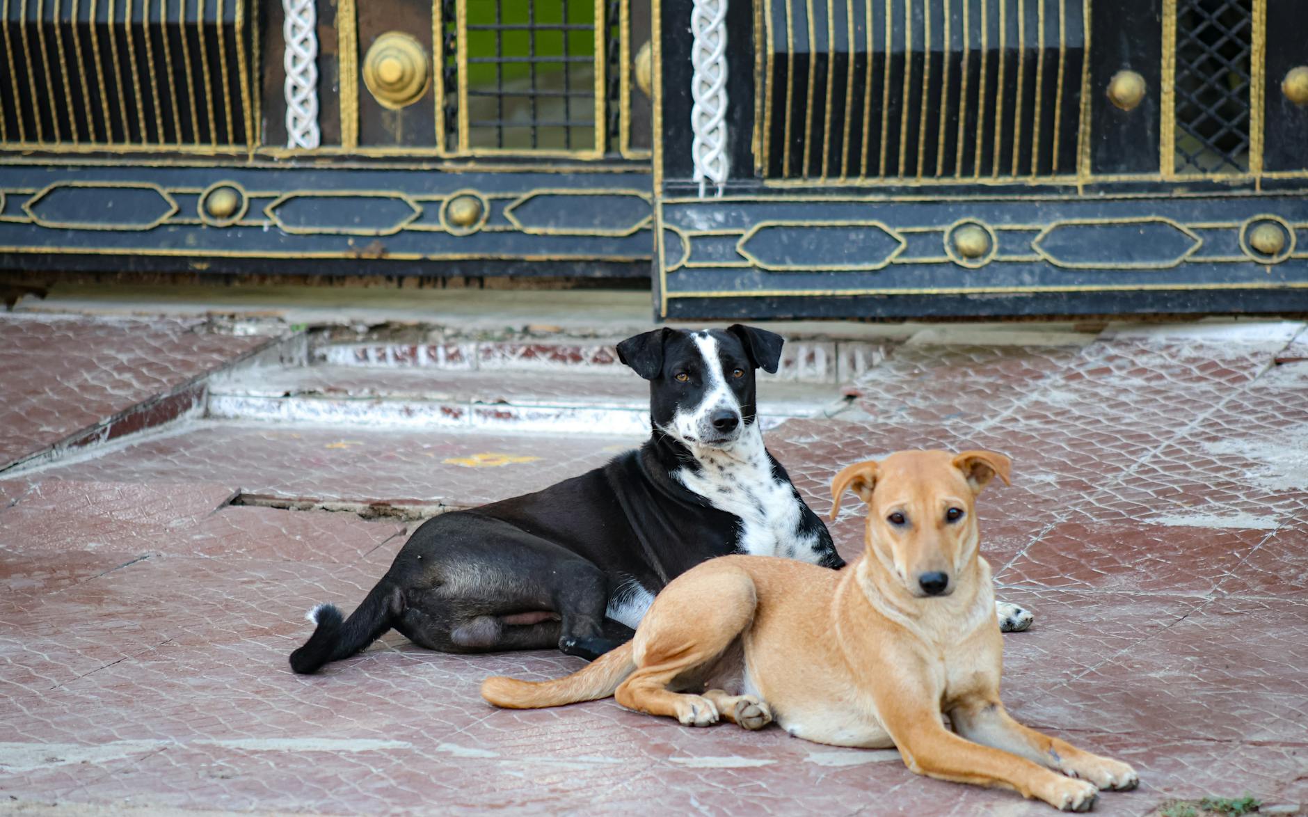 Köpekte Babesiozis: Kene Kaynaklı Kan Paraziti