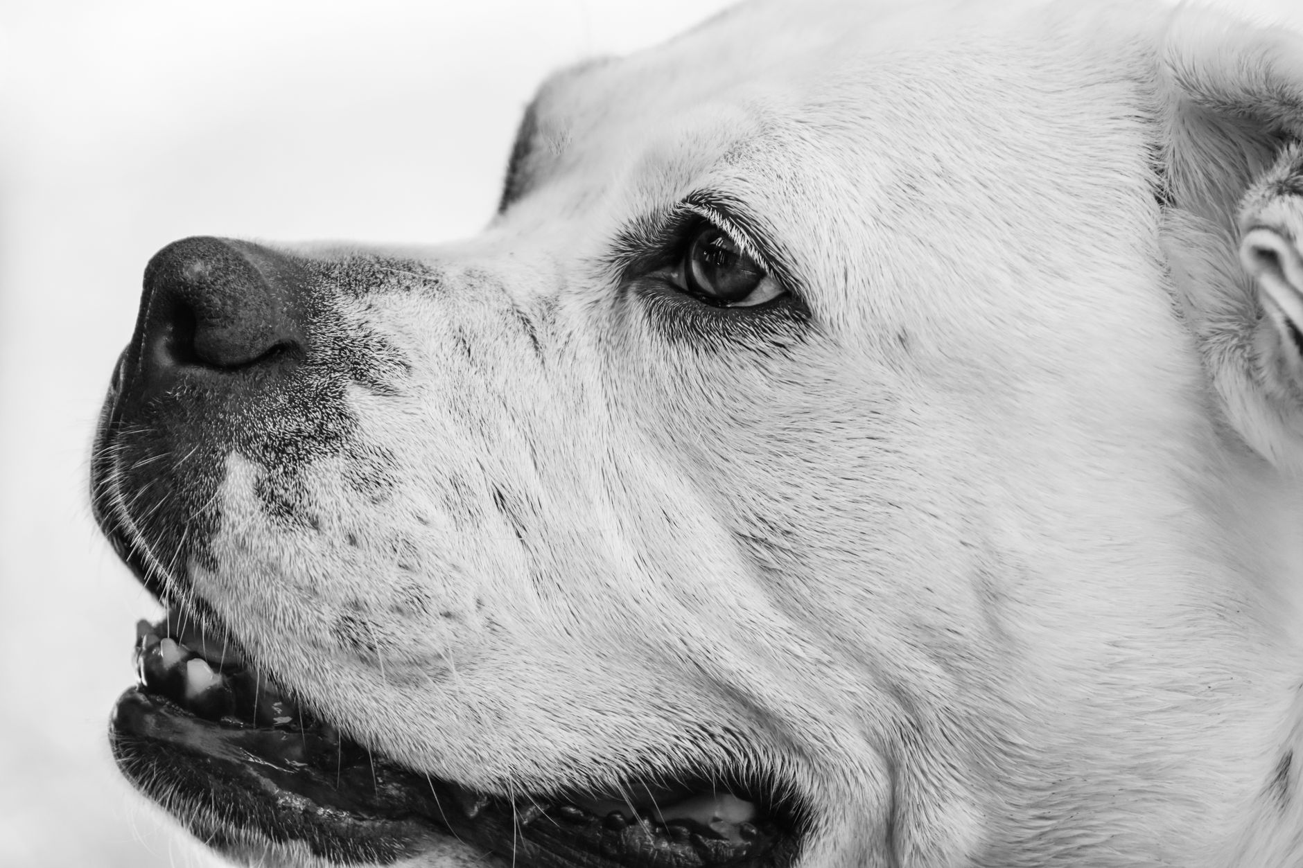 Köpekte Bayılma ve Şok: Acil Yaklaşım