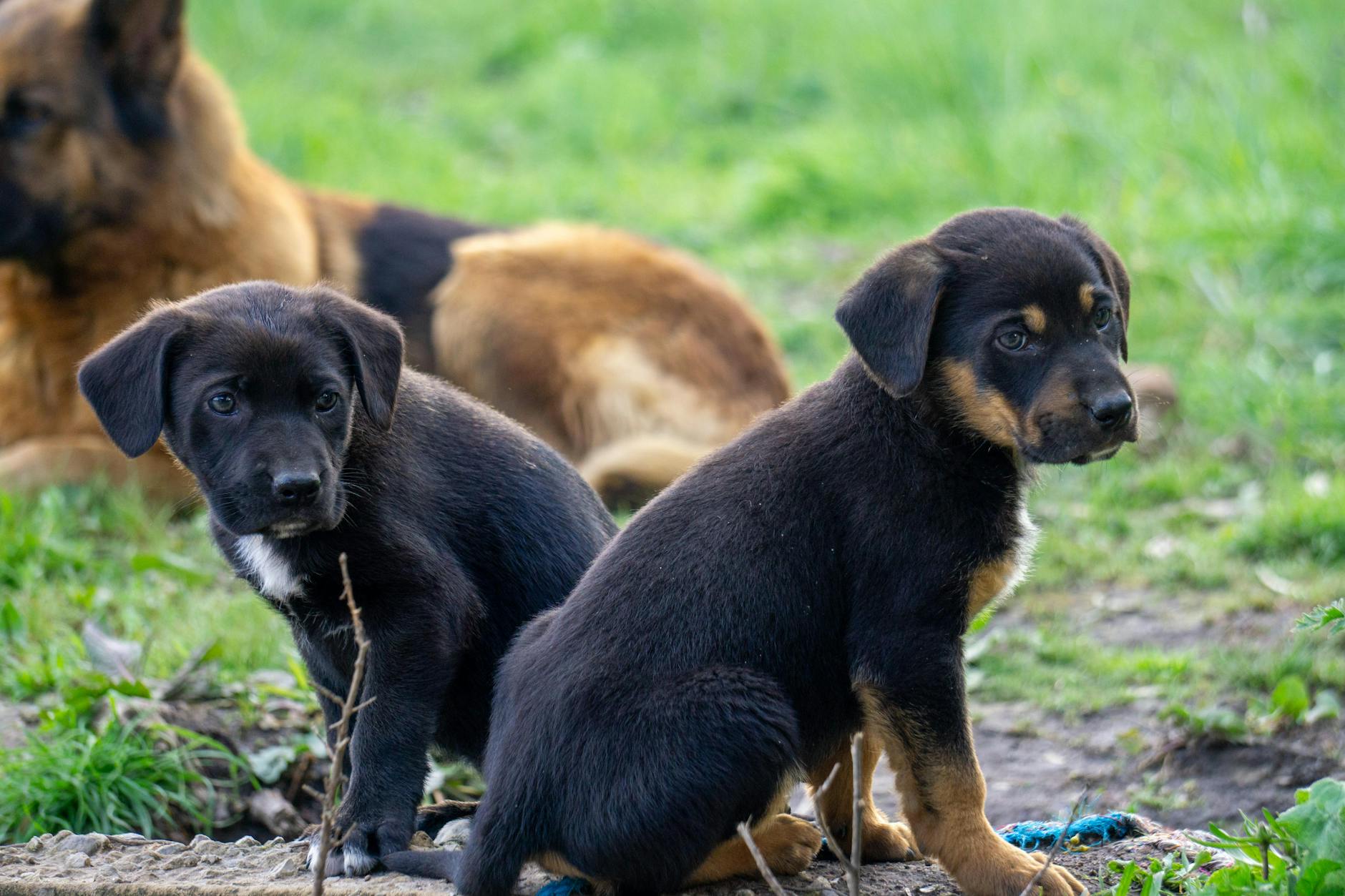 Köpekte Bayılma ve Şok: Acil Yaklaşım