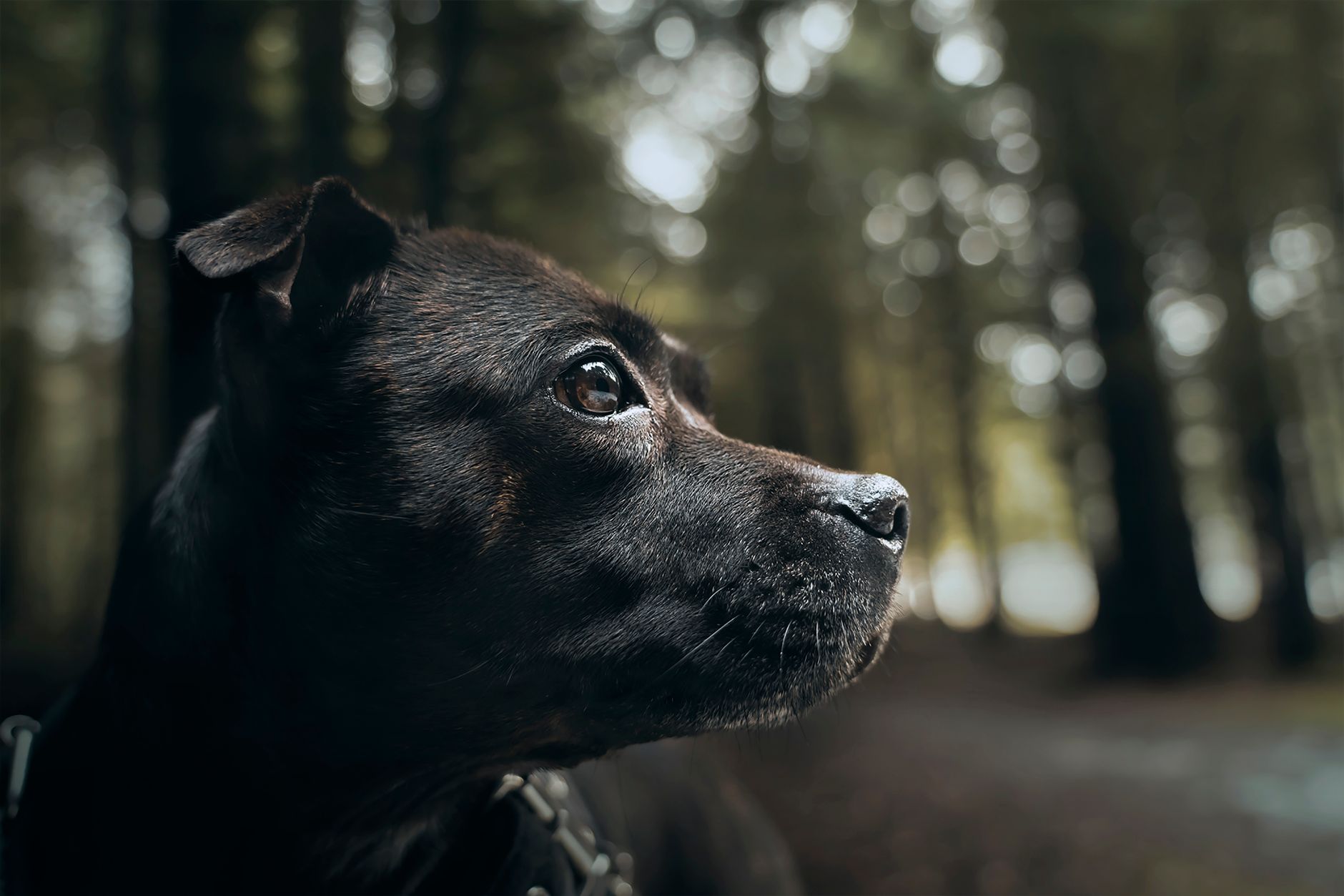 Köpekte Bayılma ve Şok: Acil Yaklaşım