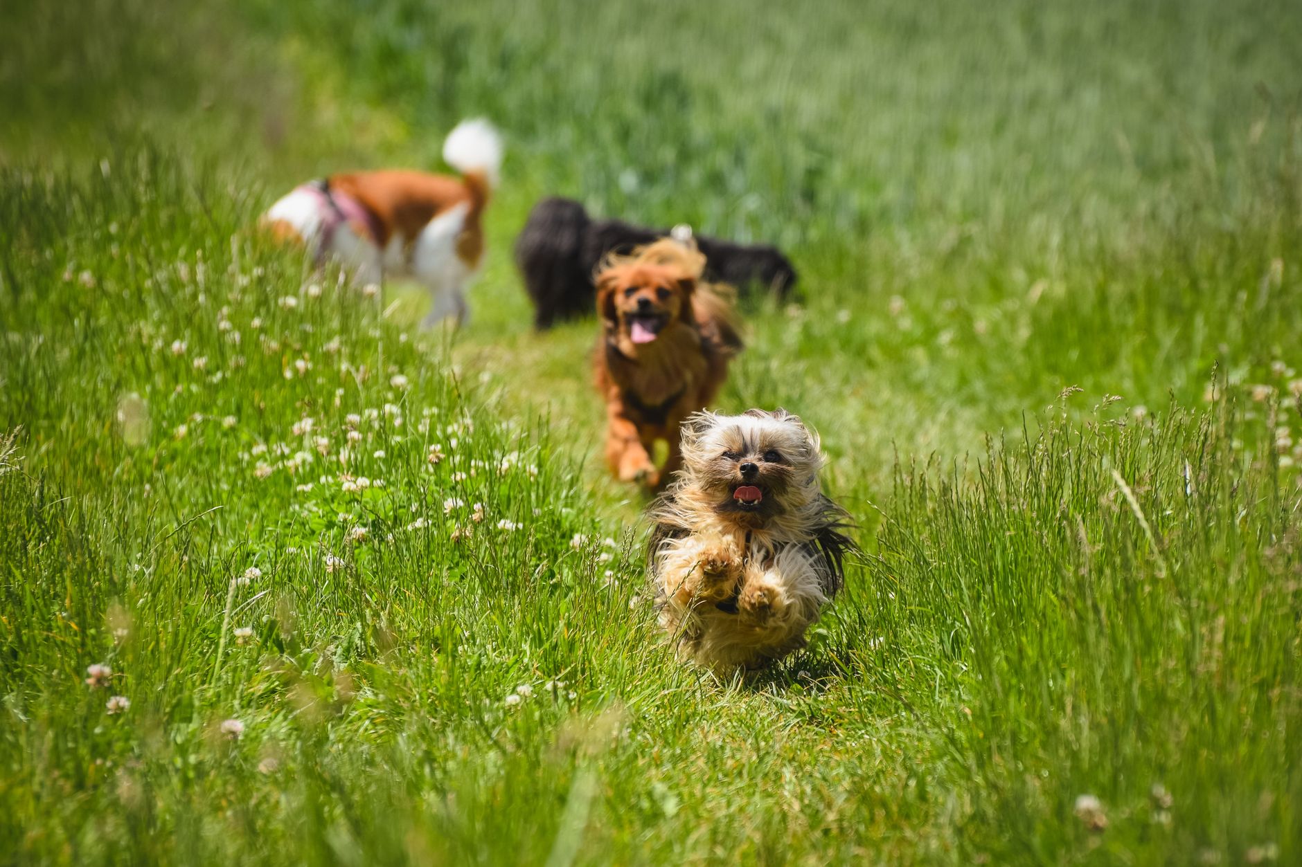 Köpek Beslenmesinde Yapılan En Yaygın 10 Hata ve Doğru Yaklaşım