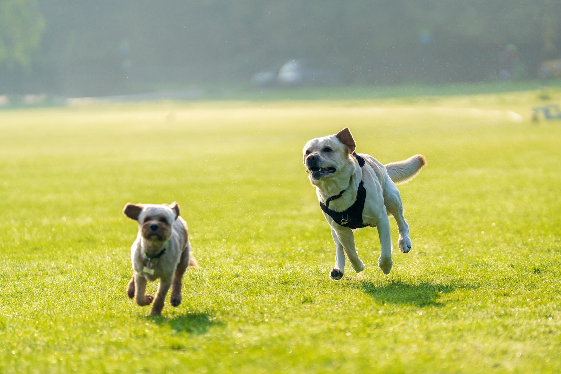 Köpek Beslenmesinde Yapılan En Yaygın 10 Hata ve Doğru Yaklaşım