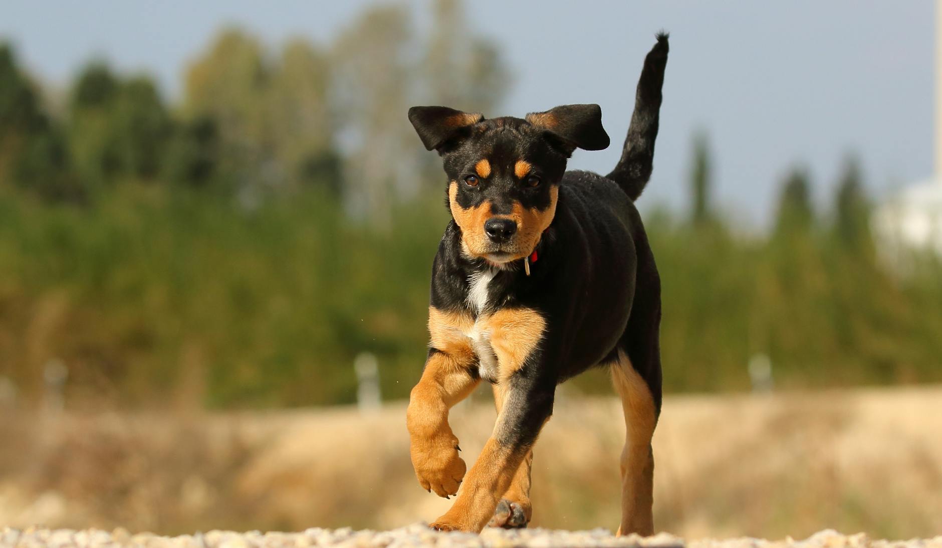 Köpek Beslenmesinde Yapılan En Yaygın 10 Hata ve Doğru Yaklaşım