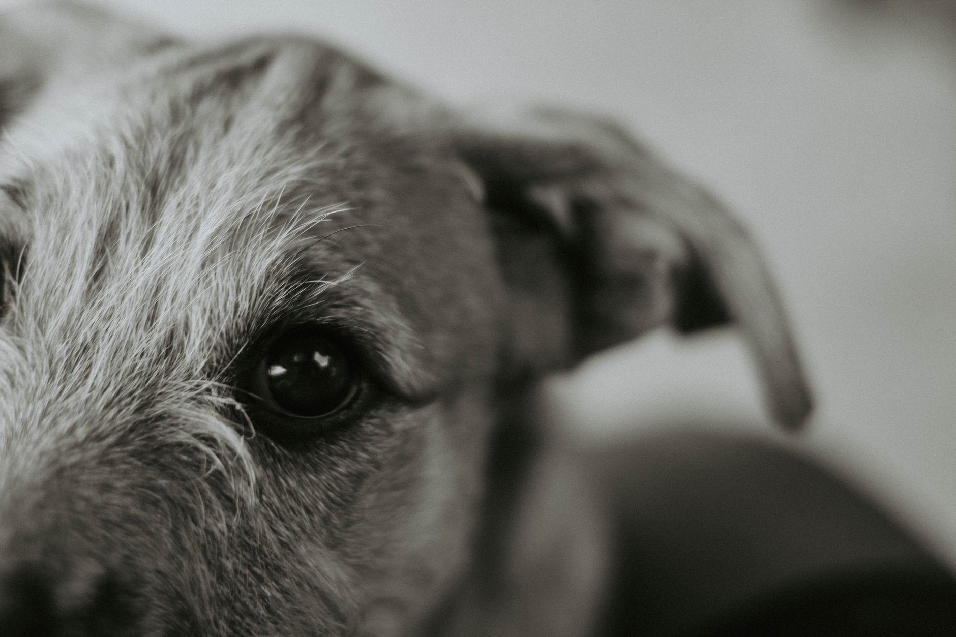 Köpekte Bilişsel Disfonksiyon (Demans): Belirti ve Yönetim