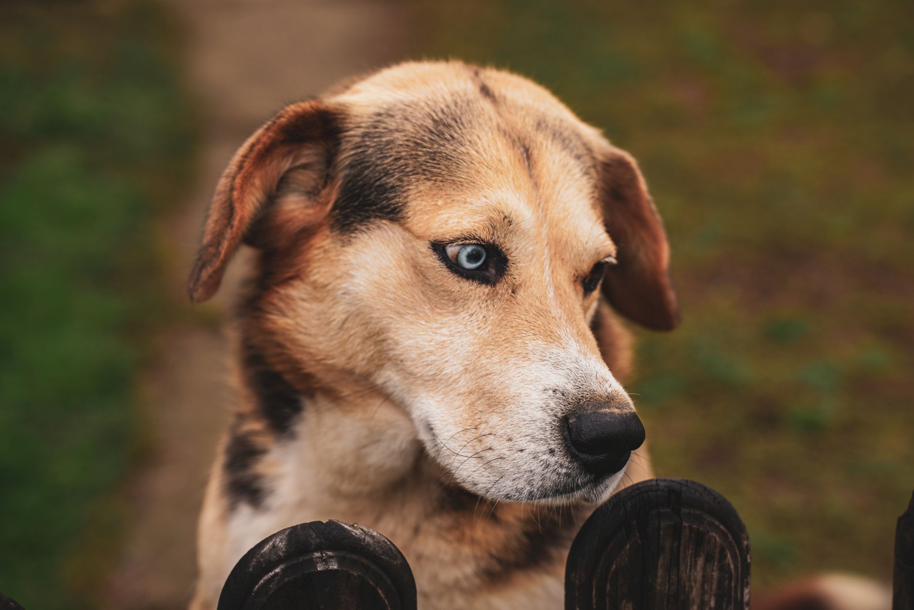 Köpekte Bilişsel Disfonksiyon (Demans): Belirti ve Yönetim