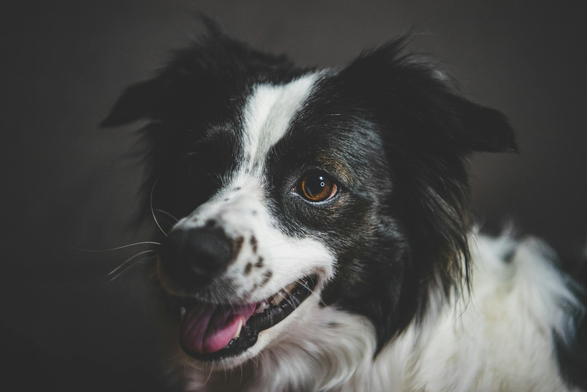 Köpekte Bilişsel Disfonksiyon (Demans): Belirti ve Yönetim