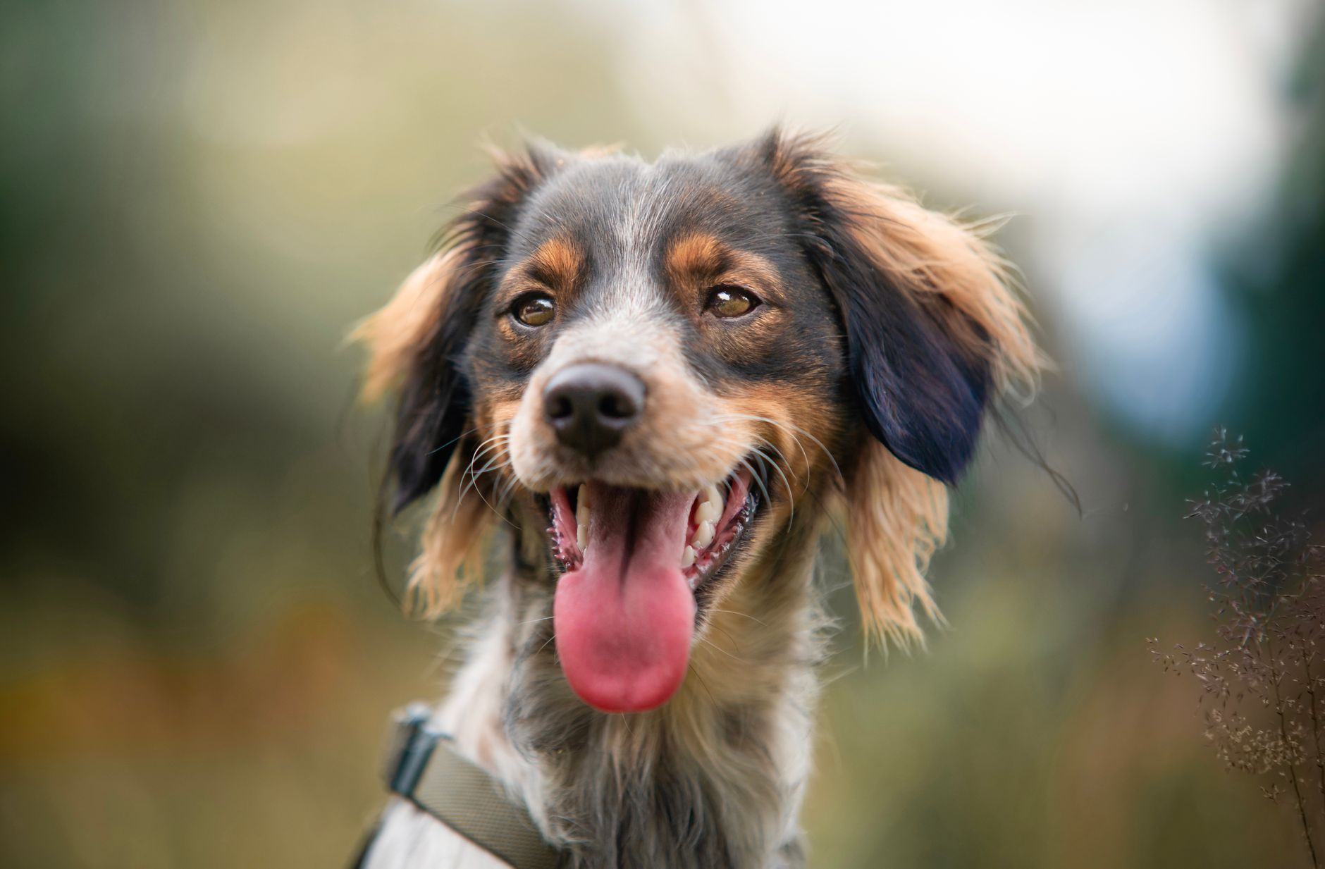 Köpekte Boğulma ve Yabancı Cisim: Heimlich