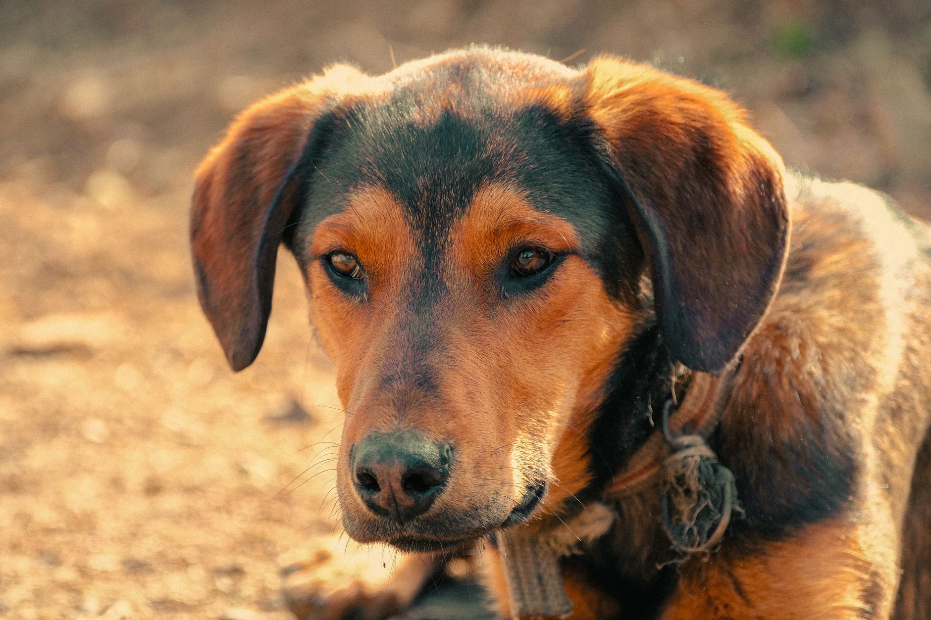 Köpekte Boğulma ve Yabancı Cisim: Heimlich