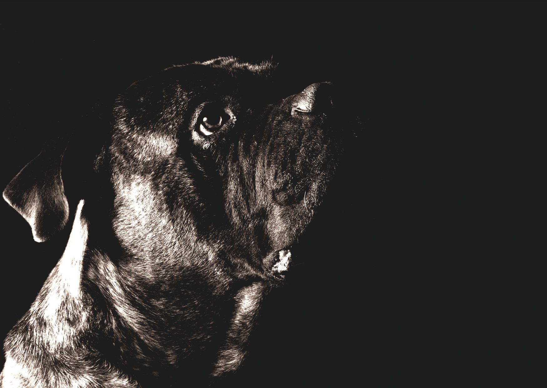 Köpekte Boğulma ve Yabancı Cisim: Heimlich