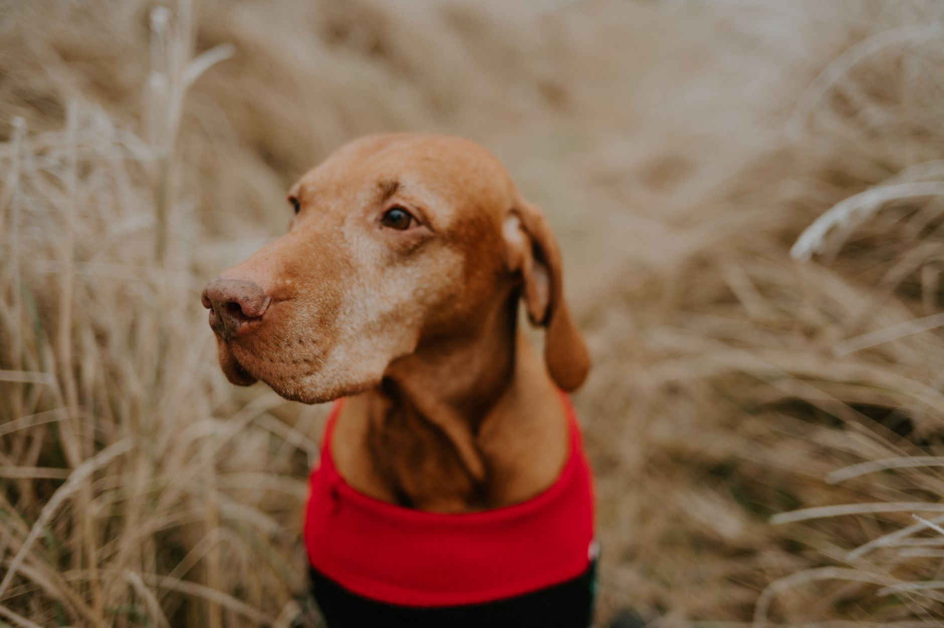 Brakisefalik Köpekte Solunum Sorunu (BOAS)