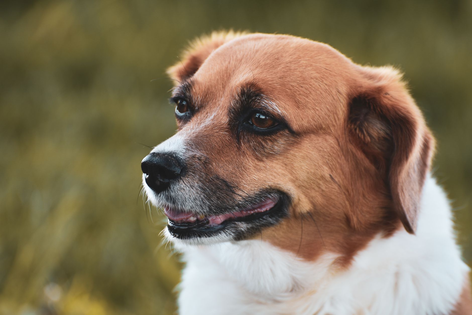 Brakisefalik Köpekte Solunum Sorunu (BOAS)