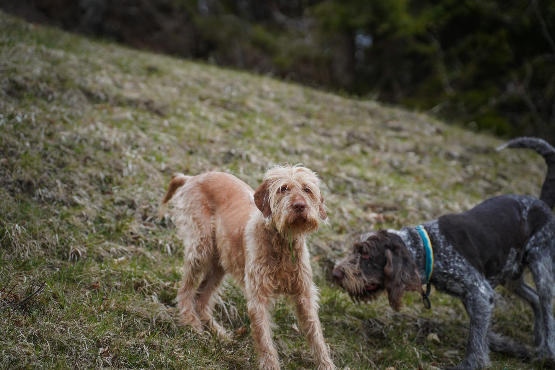 Brakisefalik Köpekte Solunum Sorunu (BOAS)